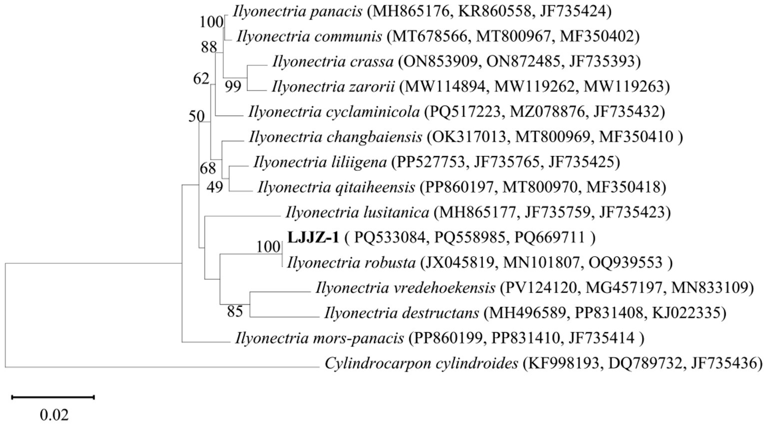 Phylogenetic tree displaying relationships among different Ilyonectria species, each labeled with sequence identifiers. Branch support values are indicated. Cylindrocarpon cylindroides is the outgroup. A scale bar represents genetic distance.