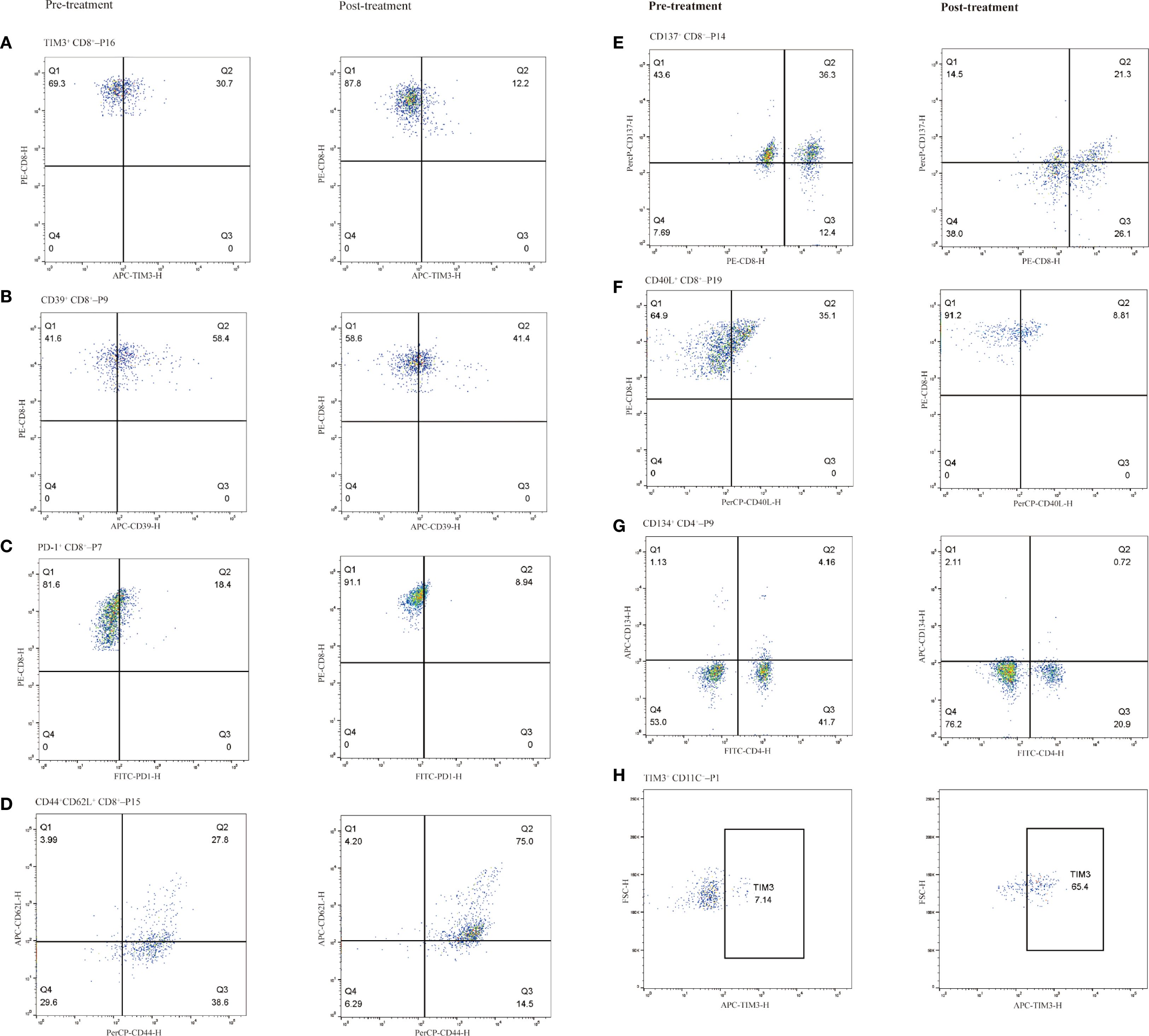 Flow cytometry scatter plots display immune cell marker expression pre- and post-treatment. Panels A to G compare different markers: TIM3, CD39, PD-1, CD62L, CD137, CD40L, and CD134, showing shifts in quadrant distributions. Panel H highlights shifts in TIM3 expression in CD11C cells. Each plot compares the percentage of cells in four quadrants, indicating marker expression levels over the treatment course. The plots reveal changes in immune cell activation markers upon treatment.