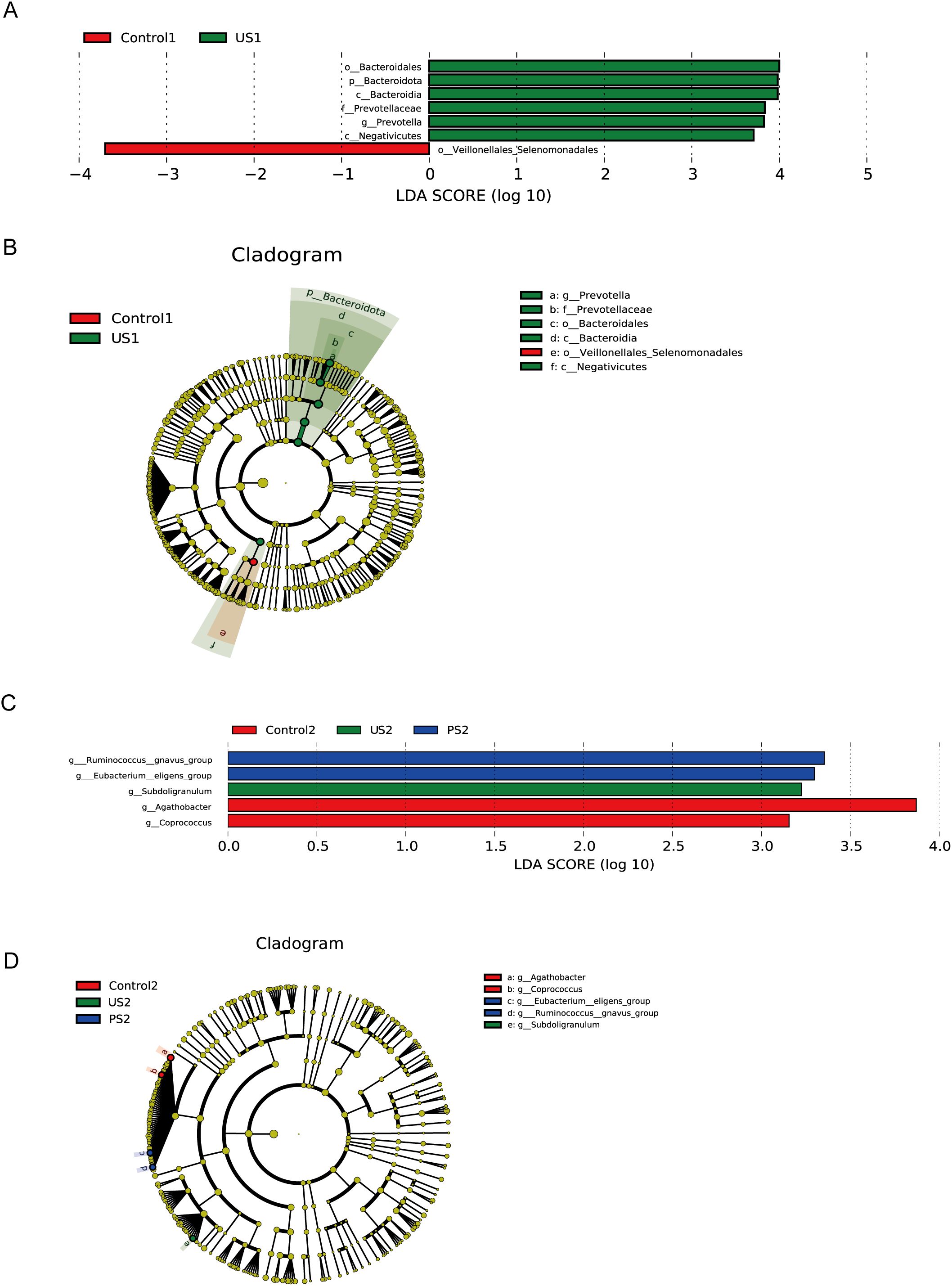 Figure A shows a bar chart with LDA scores comparing Control1 and US1 groups, highlighting microbial taxa like Bacteroidota and Prevotella. Figure B displays a cladogram for Control1 and US1, indicating taxa differences. Figure C presents a bar chart with LDA scores comparing Control2, US2, and PS2, including taxa like Ruminococcus and Agathobacter. Figure D shows a cladogram for these groups, illustrating differences in microbial taxa presence.