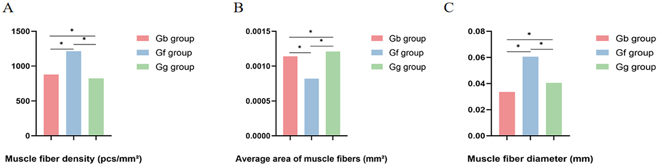 Bar charts labeled A, B, and C compare muscle fiber properties across three groups: Gb (red), Gf (blue), and Gg (green). Chart A shows muscle fiber density with Gf highest. Chart B indicates average area of muscle fibers, again with Gf highest. Chart C presents muscle fiber diameter, with Gf also highest. Asterisks denote significant differences.