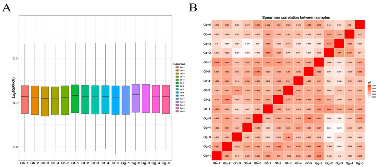 Panel A displays a box plot comparing log-transformed FPKM values across 15 samples labeled Gb, Gf, and Gg. Panel B is a heatmap illustrating the Spearman correlation coefficients between these samples, with color intensity indicating the correlation strength.