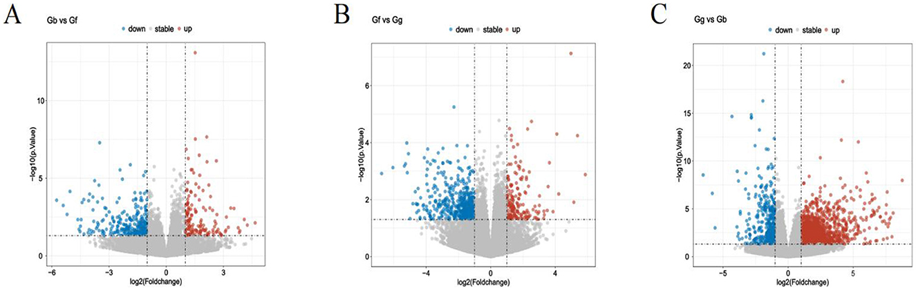 Three volcano plots labeled A, B, and C depict gene expression data comparisons: (A) Gb vs Gf, (B) Gf vs Gg, (C) Gg vs Gb. Each plot shows log2 fold change on the x-axis and -log10 p-value on the y-axis. Data points are color-coded to indicate downregulated (blue), stable (gray), and upregulated (red) genes. Dotted lines represent threshold values.