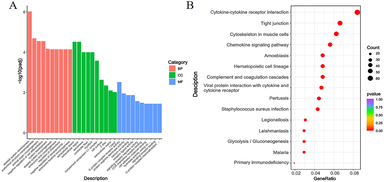 Panel A shows a bar chart of various functional categories from a gene enrichment analysis, with bars colored by category: red for BP (Biological Process), green for CC (Cellular Component), and blue for MF (Molecular Function). The y-axis shows the negative logarithm of adjusted p-values, indicating significance. Panel B displays a dot plot of pathways with points representing gene ratio on the x-axis and pathway descriptions on the y-axis. Dot size indicates count, and color represents p-value significance levels, with red indicating significant pathways.
