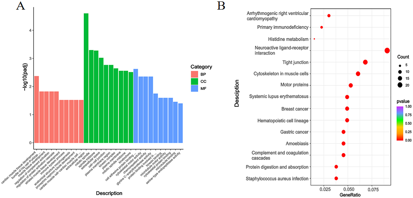 Chart A shows a bar graph with descriptions on the x-axis and negative logarithm of p-values on the y-axis, categorized into BP, CC, and MF with red, green, and blue bars. Chart B displays a dot plot with descriptions on the y-axis and GeneRatio on the x-axis, with dot sizes denoting count and colors representing p-values from blue to red.