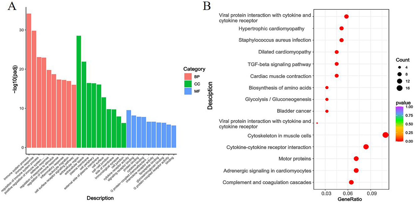 Panel A displays a bar chart illustrating various biological categories: BP (biological process) in red, CC (cellular component) in green, and MF (molecular function) in blue, across different descriptions. Panel B shows a dot plot with descriptions and gene ratio on the axes. Dots vary in size and color, indicating count and p-value, respectively. Descriptions include pathways like TGF-beta signaling, glycolysis/gluconeogenesis, and hypertrophic cardiomyopathy.