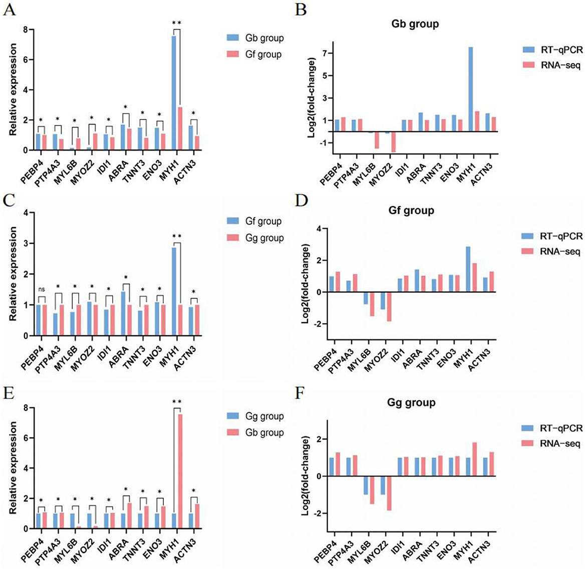 Bar charts depict gene expression and fold change comparisons in different groups. Panels A, C, and E show relative expression between respective groups (Gb vs. Gf, Gf vs. Gg, Gg vs. Gb) with significant differences marked. Panels B, D, and F display log2 fold changes in gene expression, comparing RT-qPCR and RNA-seq data. Each panel highlights specific genes like PEBP4, ENO3, and ACTN3, with variations in expression levels across different experimental conditions.