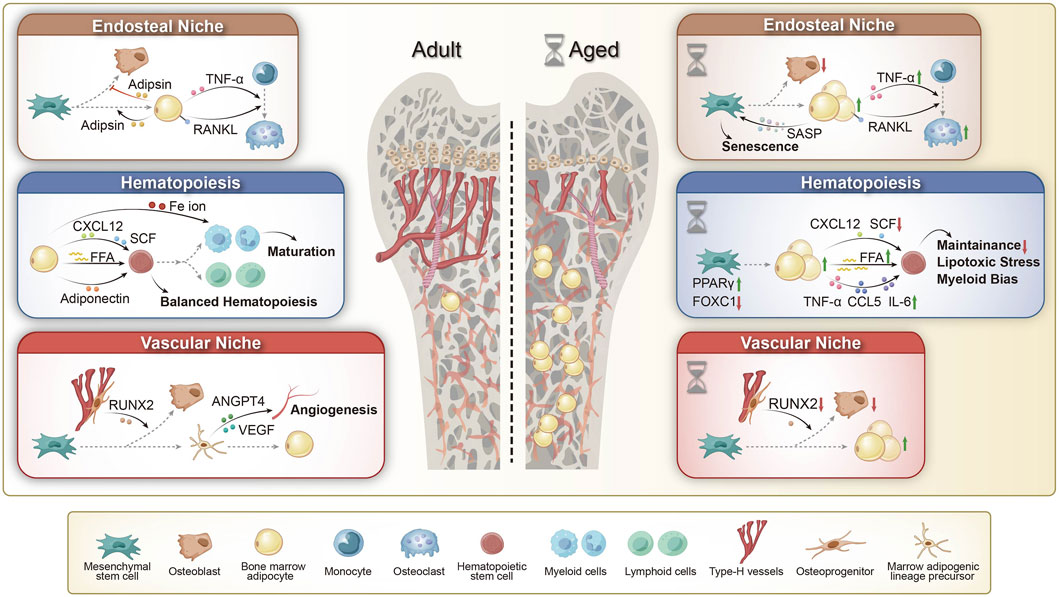 Diagram illustrating the differences between adult and aged bone marrow niches, including endosteal, hematopoiesis, and vascular niches. The left side shows adult bone marrow with balanced hematopoiesis and angiogenesis, while the right side depicts aged bone marrow with increased senescence, lipotoxic stress, and myeloid bias. Key components include mesenchymal stem cells, osteoblasts, adipocytes, and various signaling molecules like CXCL12 and SCF. A legend identifies cell types and structures depicted.