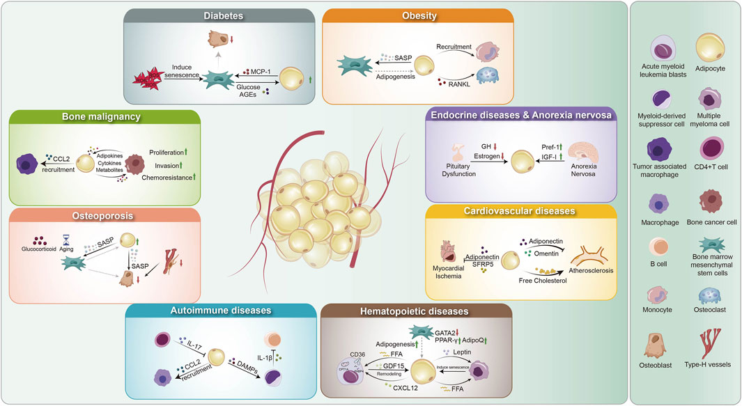 Diagram illustrating links between adipocytes and various diseases. Central adipocyte cluster with branches connects to sections on diabetes, obesity, bone malignancy, osteoporosis, endocrine and anorexia issues, cardiovascular, autoimmune, and hematopoietic diseases. Surrounding icons represent different cell types: leukemic, adipocyte, myeloid-derived, myeloma, macrophage, and T cells. Each section details interactions like hormone effects, cytokine recruitment, and cellular proliferation.