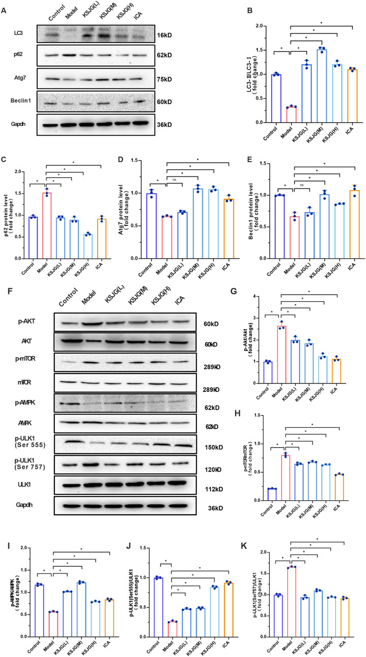 Western blot and bar graph analysis of various protein expressions and levels. Panel A displays Western blots for proteins LC3, p62, Atg7, Beclin1, and Gapdh. Panels B to E are bar graphs showing fold change in levels of LC3, p62, Atg7, and Beclin1 across different treatments, with significance marked by asterisks. Panel F includes Western blots for proteins p-AKT, AKT, p-mTOR, mTOR, p-AMPK, AMPK, p-ULK1, ULK1, and Gapdh. Panels G to K are bar graphs depicting fold change of protein ratios such as p-AKT/AKT and others, with significance indicated by asterisks.