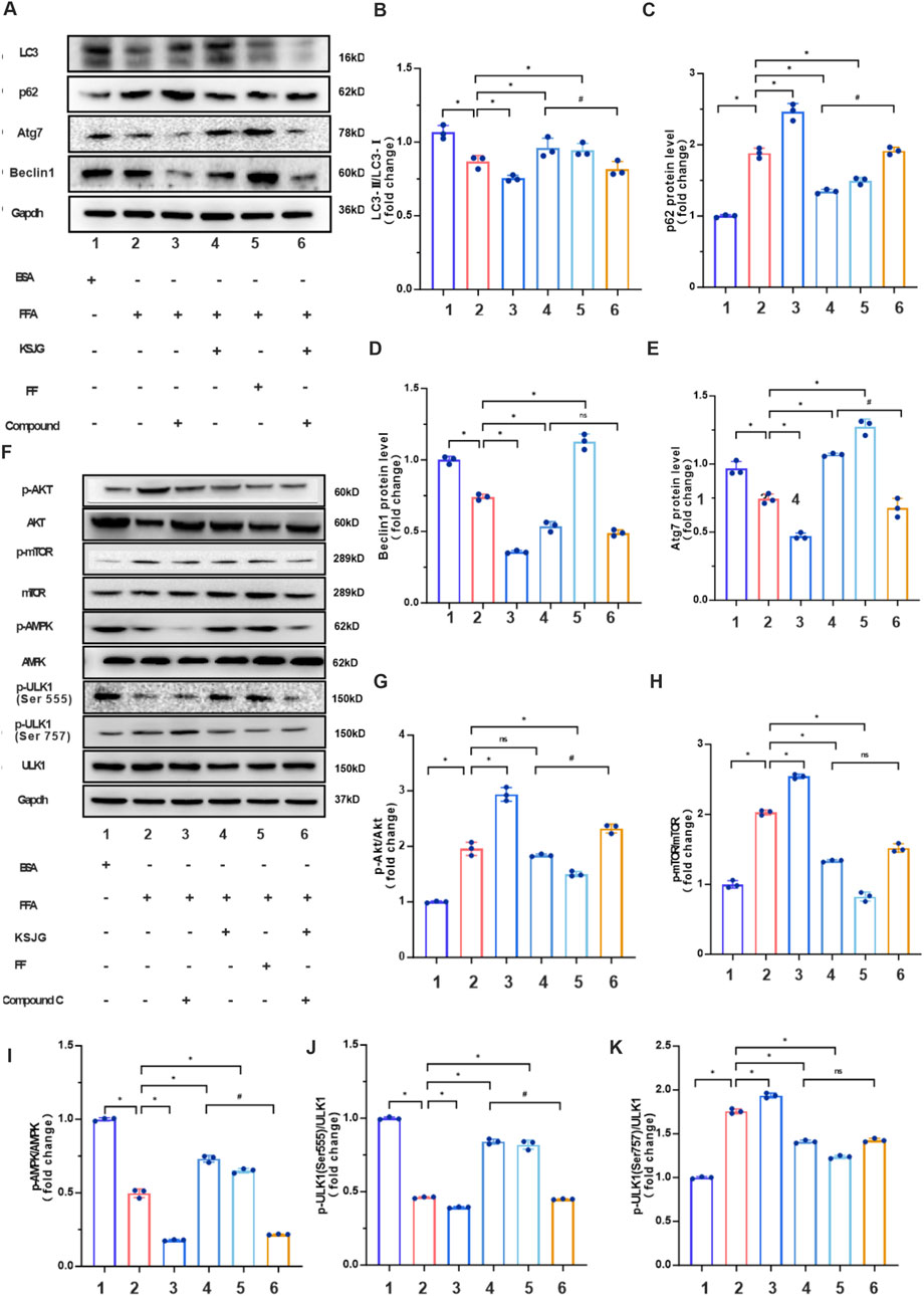 Western blot analysis and bar graphs showcasing protein expression levels under different conditions. Panel A shows protein bands for LC3, p62, Atg7, Beclin1, and Gapdh. Panel F shows protein bands for p-AKT, AKT, p-mTOR, mTOR, p-AMPK, AMPK, p-ULK1 (Ser 555), p-ULK1 (Ser 757), ULK1, and Gapdh. Panels B to E and G to K present bar graphs indicating fold changes in protein expression levels; each graph includes statistical significance markers (* and #) and sample conditions labeled 1 to 6, with specific treatments involving BSA, FFA, KSJG, FF, and Compound C. Bars are color-coded with measurements shown.