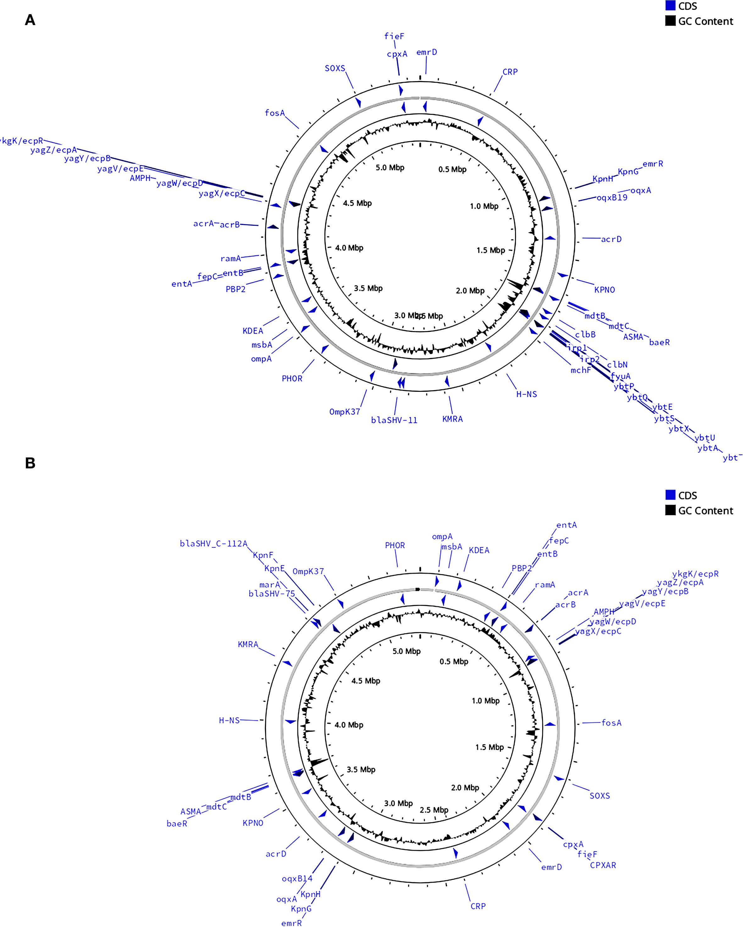 Two circular genome maps labeled A and B show genomic features. Each map includes concentric circles indicating scale in megabase pairs, lines for CDS and GC content, and labeled genetic elements such as genes and regulatory features in blue.