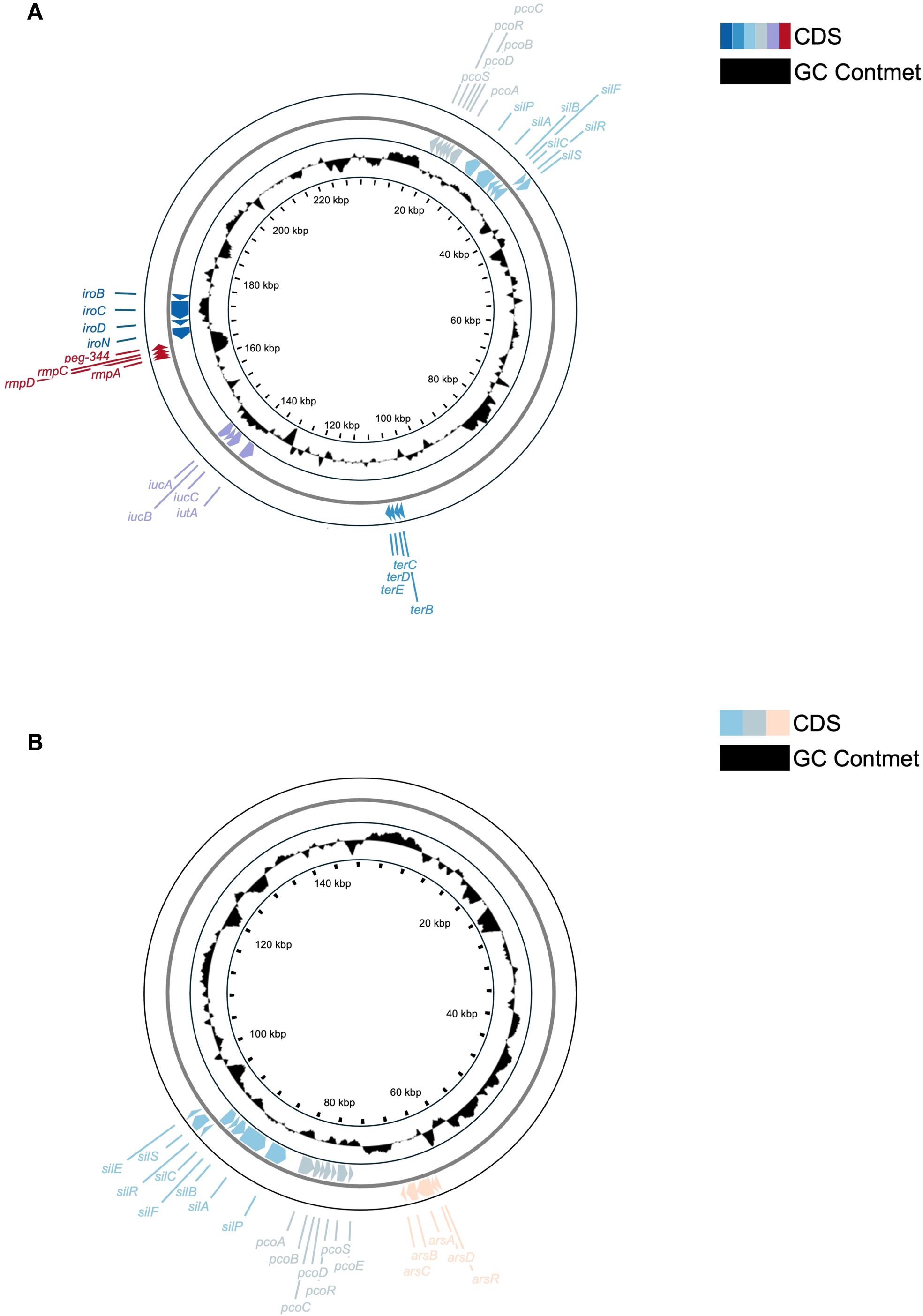 Two circular genome maps labeled A and B display gene locations and GC content. In each map, the outer rings show color-coded CDS (blue, red, violet) and a black inner ring indicates GC content variations. Different genes such as mmpA, terB, and silA are annotated alongside their respective colored blocks. Legends specify the colors representing CDS and GC content.