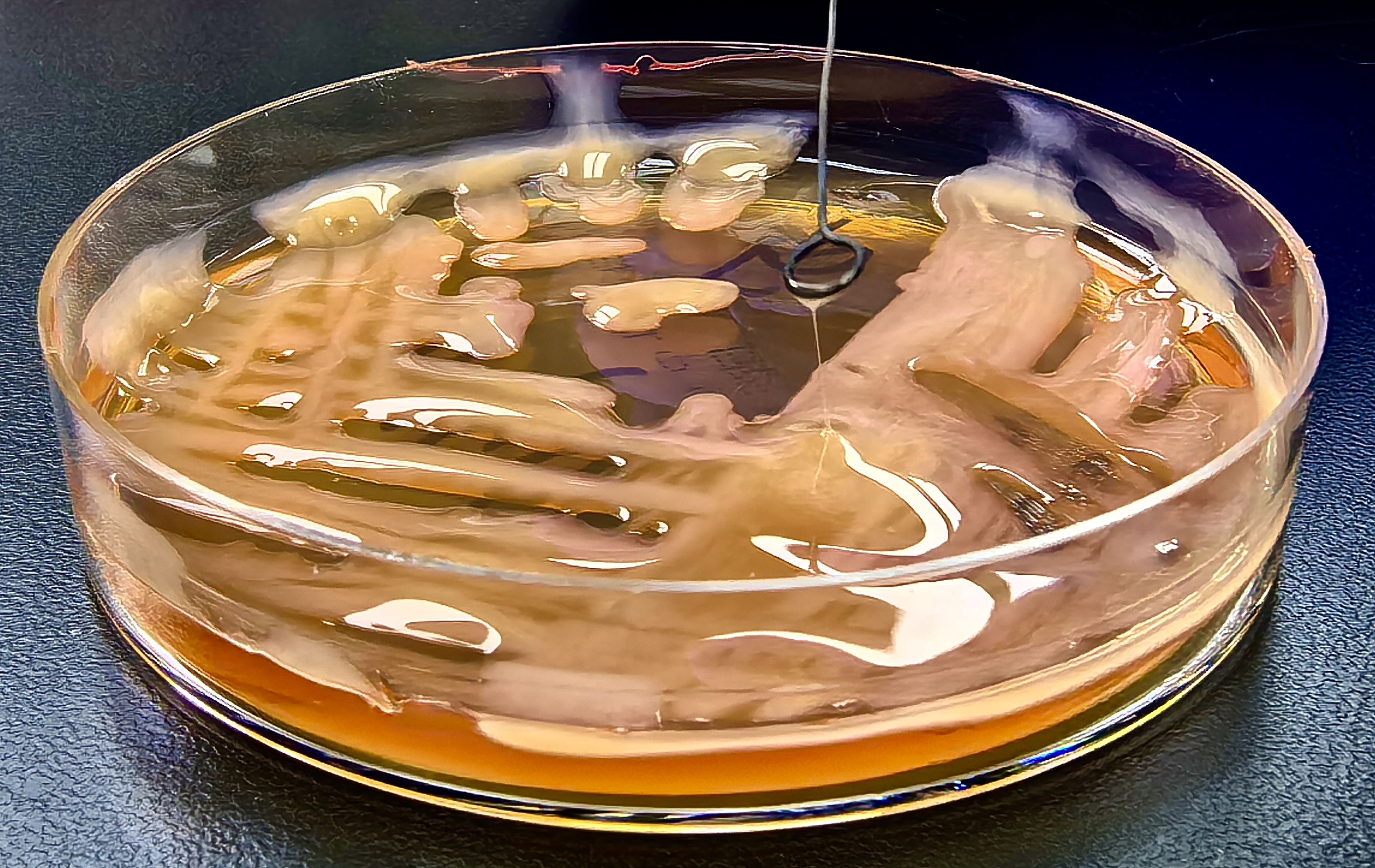 Petri dish with a gel-like substance containing wispy, translucent structures, and a loop tool is being dipped into the dish. The background is a dark surface.