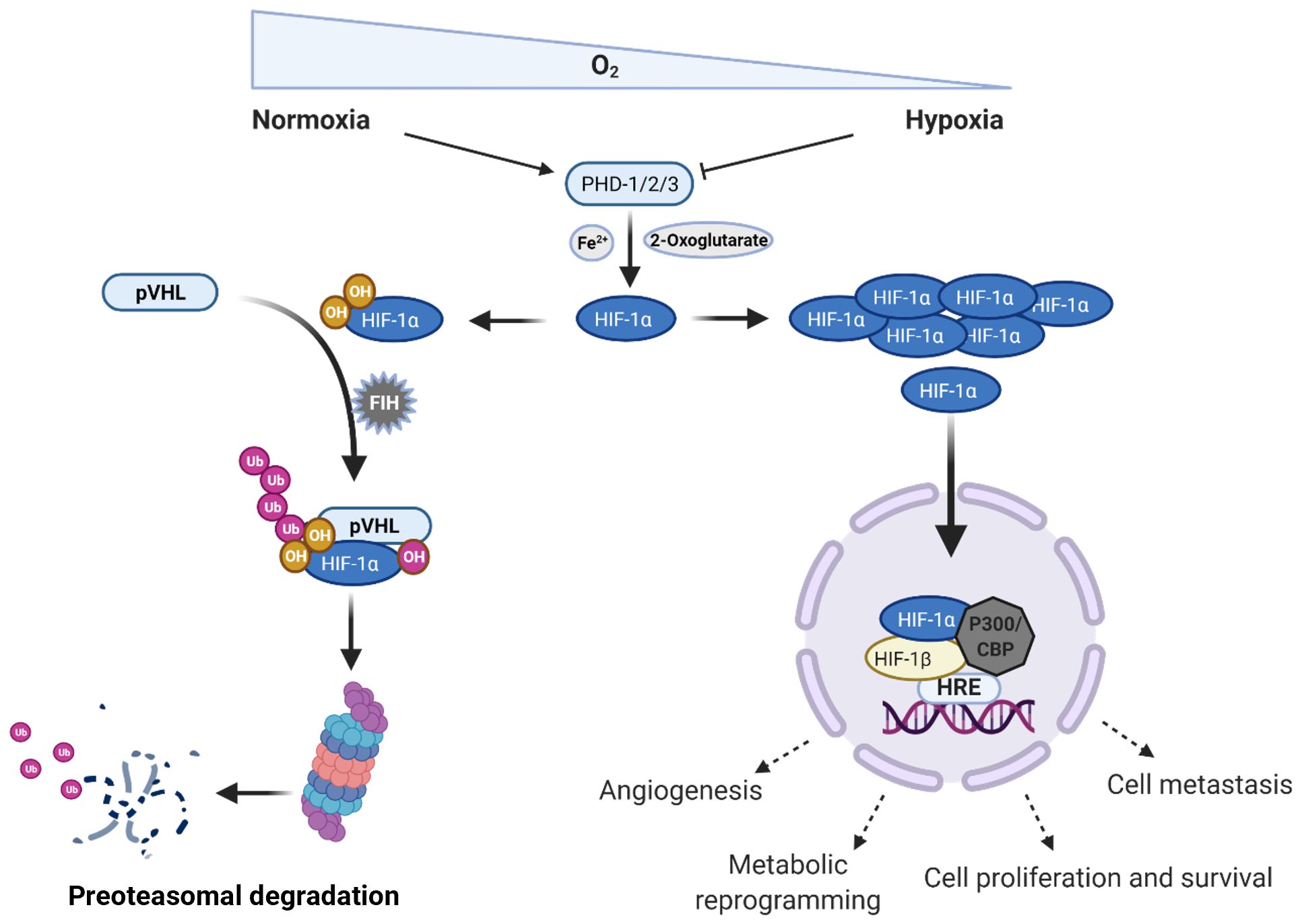 Diagram illustrating the regulation of HIF-1α under normoxia and hypoxia. Under normoxia, HIF-1α is hydroxylated by PHD enzymes requiring Fe²⁺ and 2-oxoglutarate, then binds to pVHL, leading to ubiquitination and proteasomal degradation. Under hypoxia, HIF-1α stabilizes, translocates into the nucleus, forms a complex with HIF-1β, binding to HRE, promoting angiogenesis, metabolic reprogramming, cell proliferation, survival, and metastasis.