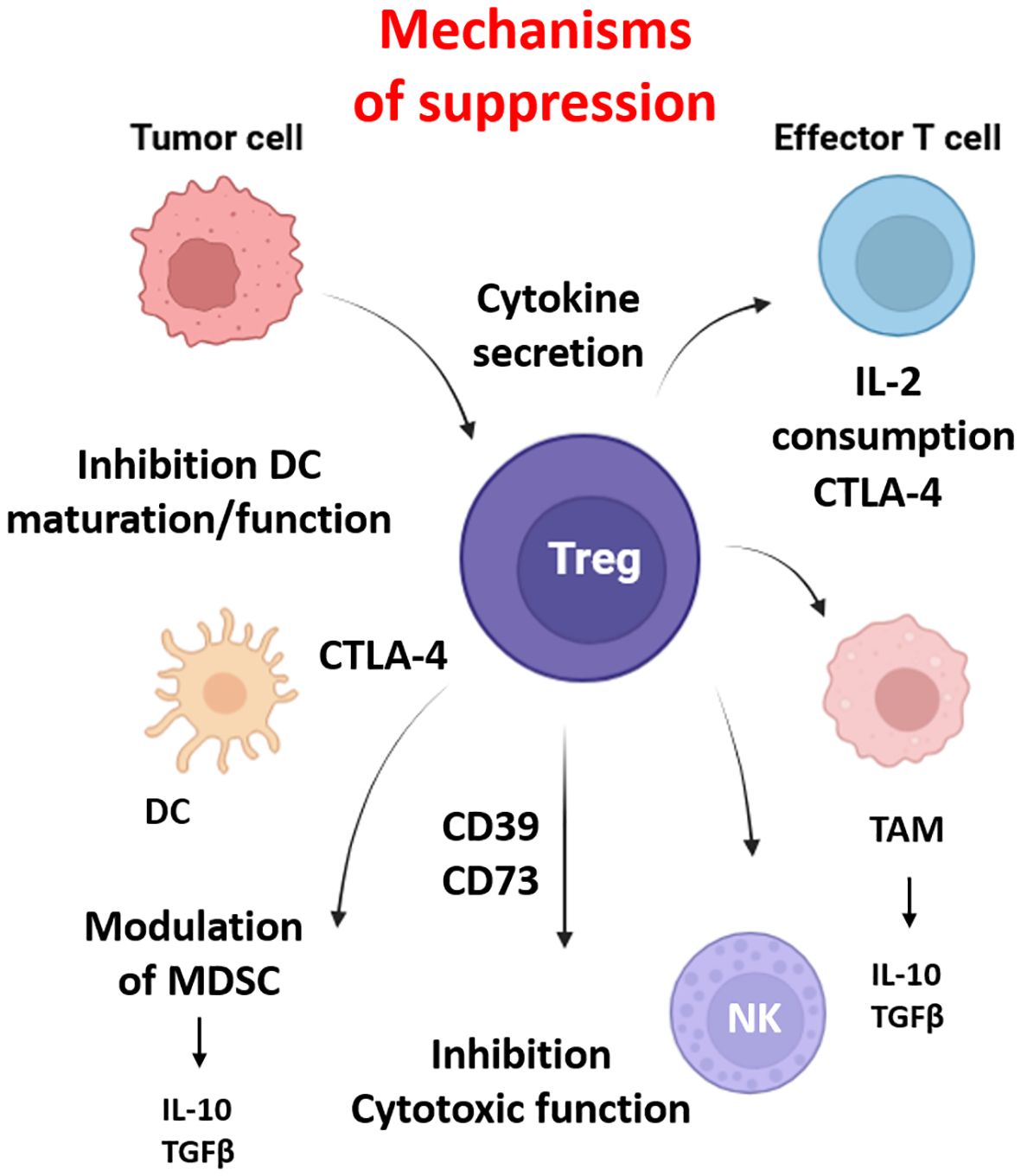 Diagram showing mechanisms of immune suppression by T regulatory (Treg) cells. Treg cells secrete cytokines and inhibit cytokoxic functions through CD39 and CD73. They interact with tumor cells, tumor-associated macrophages (TAM), dendritic cells (DC), and natural killer (NK) cells using CTLA-4, IL-2, IL-10, and TGF-beta. This inhibits DC maturation and modulates myeloid-derived suppressor cells (MDSC).