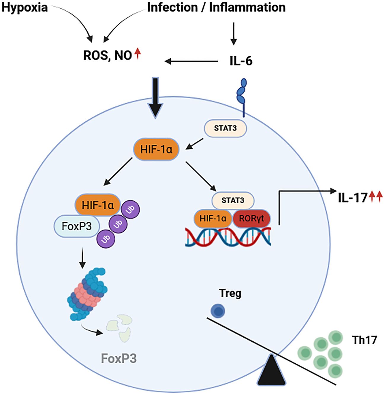 Diagram showing the effects of hypoxia and infection/inflammation on cellular pathways. Hypoxia increases ROS and NO, leading to the activation of HIF-1α. Infection/inflammation increases IL-6, activating STAT3. HIF-1 α promotes FoxP3 degradation, while the STAT3-HIF-1α complex enhances IL-17 production via RORγt, shifting the balance from Treg to Th17 cells.