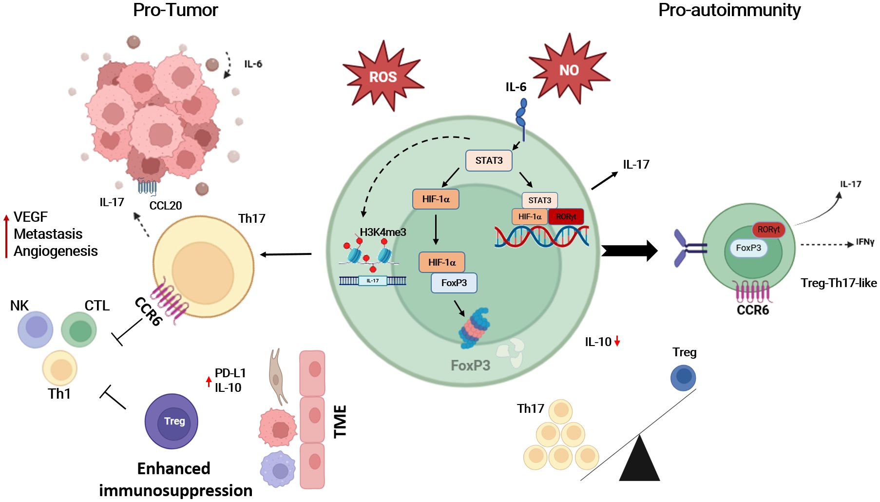 Diagram illustrating pro-tumor and pro-autoimmune mechanisms. Under hypoxia, HIF-1α upregulation drives T cell differentiation into Th17, promoting tumor progression and autoimmune disease. IL-17 abundance arises from STAT3 induction and hypoxia-driven Th17 recruitment to the tumor microenvironment (TME). This impairs NK, Th1, and CTL anti-tumor effects, while also compromising Treg via FoxP3 degradation or plasticity toward Th17-like cells. Additionally, the TME increases PD-L1 and IL-10 expression, recruiting Treg and enhancing immunosuppression.