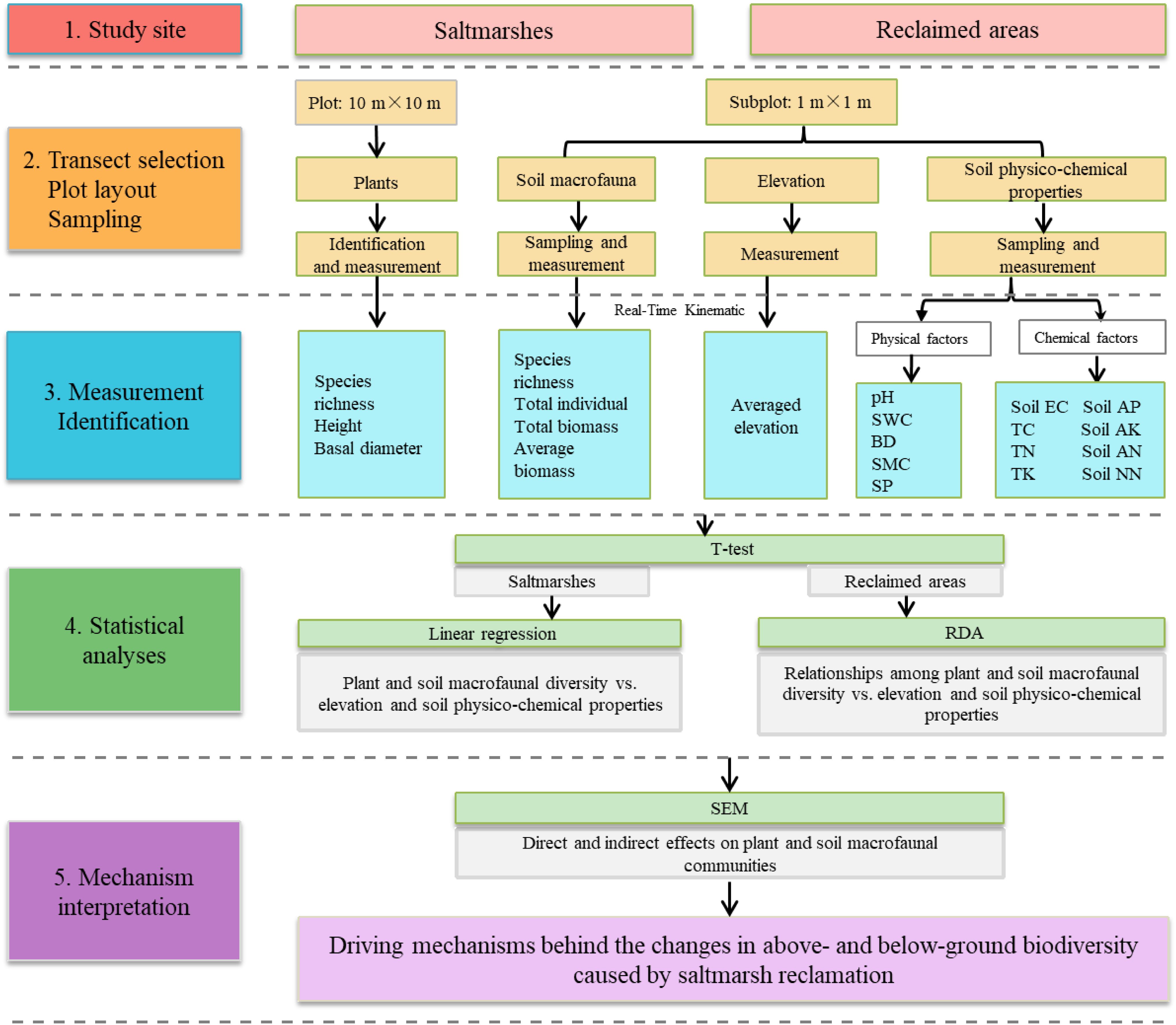 Flowchart illustrating a study methodology on saltmarshes and reclaimed areas. It shows five main steps: study site selection, transect selection and sampling, measurement identification, statistical analyses, and mechanism interpretation. Measurements include species richness, biomass, elevation, and soil properties. Statistical tools like linear regression, T-test, RDA, and SEM are used for analyzing biodiversity changes due to saltmarsh reclamation. The chart connects plant and soil macrofaunal diversity with physical and chemical factors, highlighting direct and indirect effects.