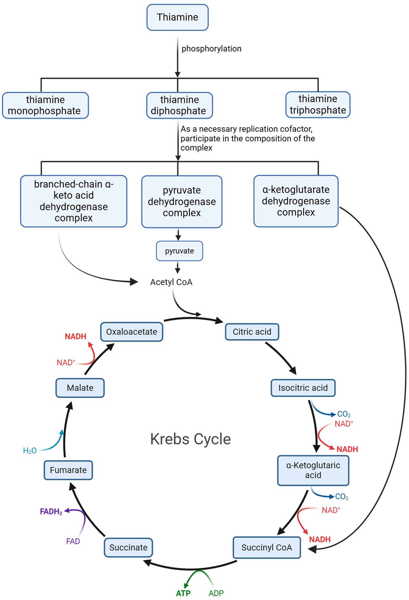 Flowchart illustrating the conversion of thiamine into thiamine monophosphate, diphosphate, and triphosphate through phosphorylation. Thiamine diphosphate is involved in composing branched-chain keto acid, pyruvate, and alpha-ketoglutarate dehydrogenase complexes. Pyruvate is converted to Acetyl CoA, entering the Krebs Cycle. The cycle includes steps from citric acid to oxaloacetate, involving compounds like isocitric acid, alpha-ketoglutaric acid, succinyl CoA, succinate, fumarate, and malate. Reactions involve NADH, NAD+, FADH2, FAD, ADP, ATP, water, and carbon dioxide.