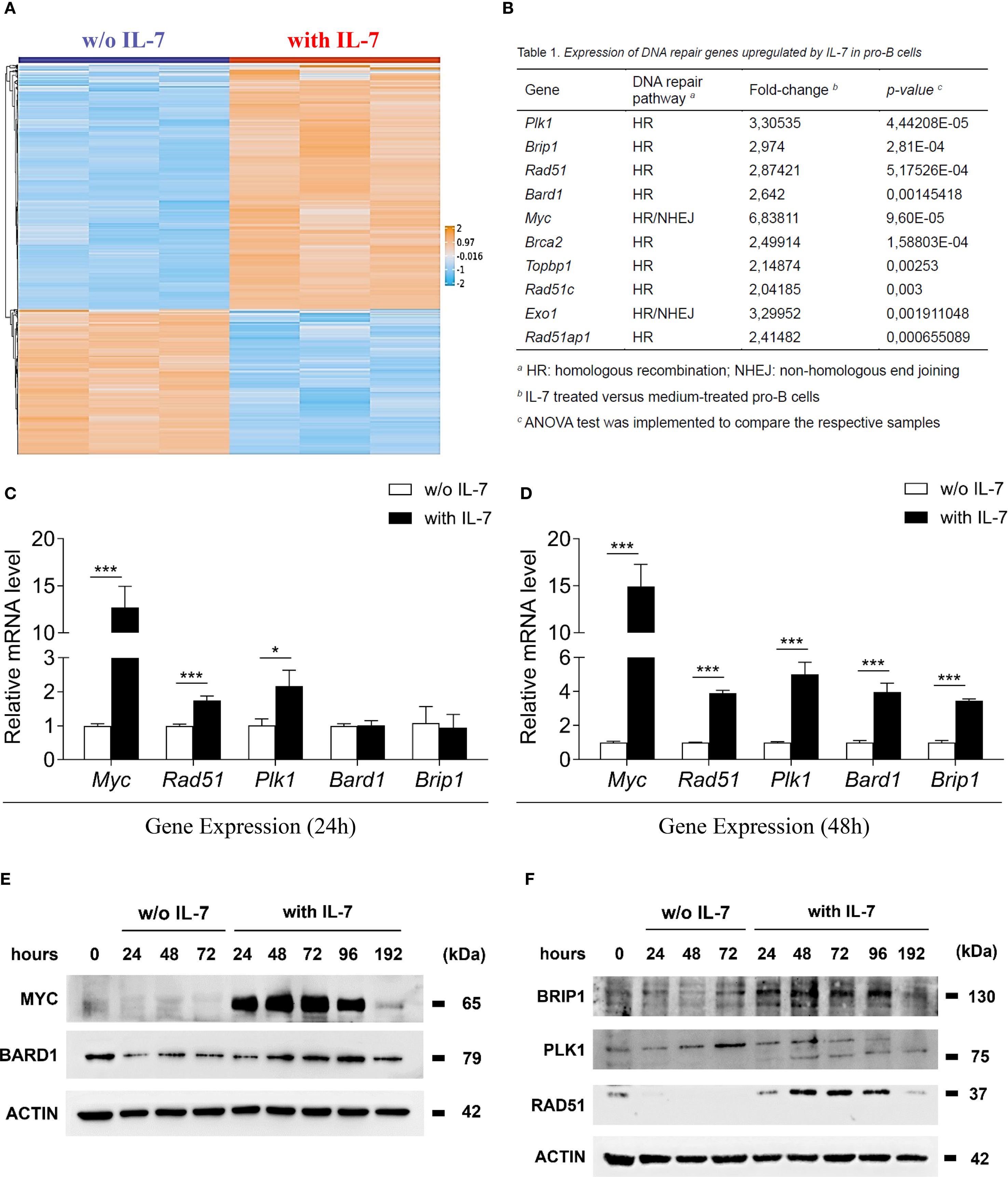 Heatmap, table, bar graphs, and Western blot images showing the effect of IL-7 on gene expression in pro-B cells. Panel A displays a heatmap comparing expression levels with and without IL-7. Panel B includes a table listing DNA repair genes upregulated by IL-7 with fold change and p-values. Panels C and D show bar graphs of relative mRNA levels for specific genes at 24 and 48 hours. Panels E and F present Western blot results for proteins MYC, BARD1, BRIP1, PLK1, and RAD51 over various time points, with and without IL-7.