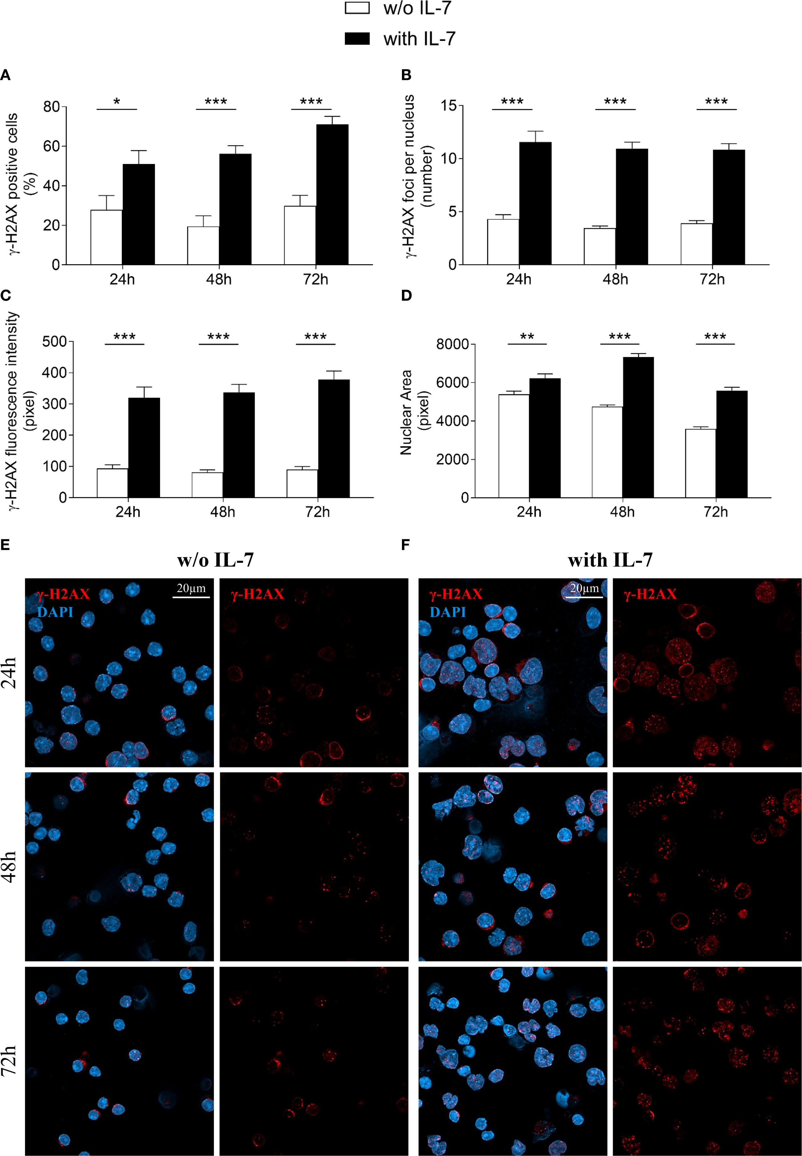 Bar graphs (A-D) and microscopy images (E-F) show the effects of IL-7 on γ-H2AX markers over 24, 48, and 72 hours. Graphs indicate increased γ-H2AX positive cells, foci per nucleus, fluorescence intensity, and nuclear area with IL-7 (black bars) compared to without IL-7 (white bars). Microscopy images are stained for γ-H2AX (red) and DAPI (blue), illustrating more intense γ-H2AX localization with IL-7. Significant differences are noted with asterisks.