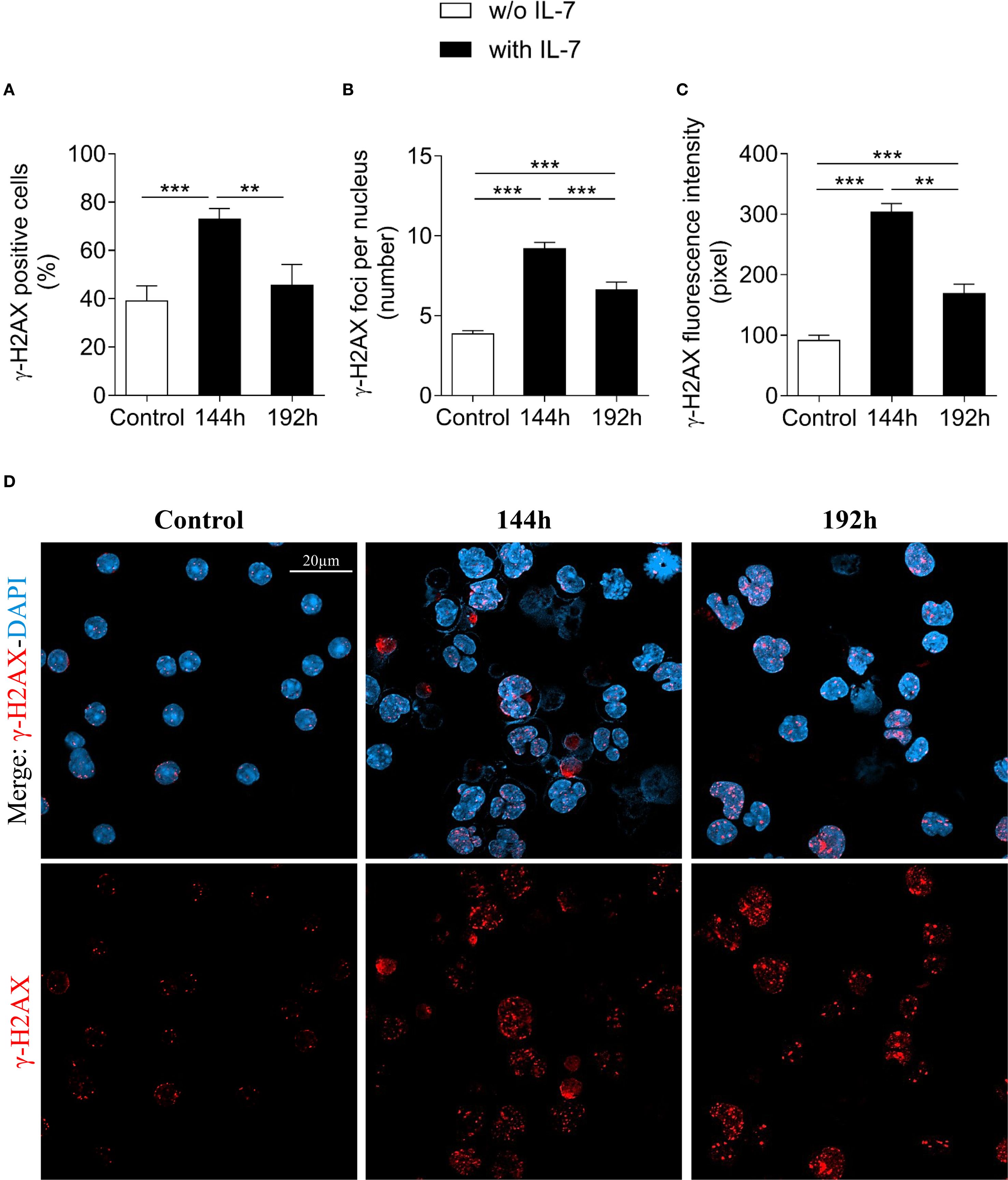 Graphs and images show the effect of IL-7 on γ-H2AX expression over time. Graphs A, B, and C depict significant increases in γ-H2AX positive cells, foci per nucleus, and fluorescence intensity at 144 and 192 hours with IL-7. Confocal images in panel D illustrate increased γ-H2AX foci in red, merged with DAPI-stained nuclei in blue, across control, 144-hour, and 192-hour time points. Statistical significance is indicated with asterisks.