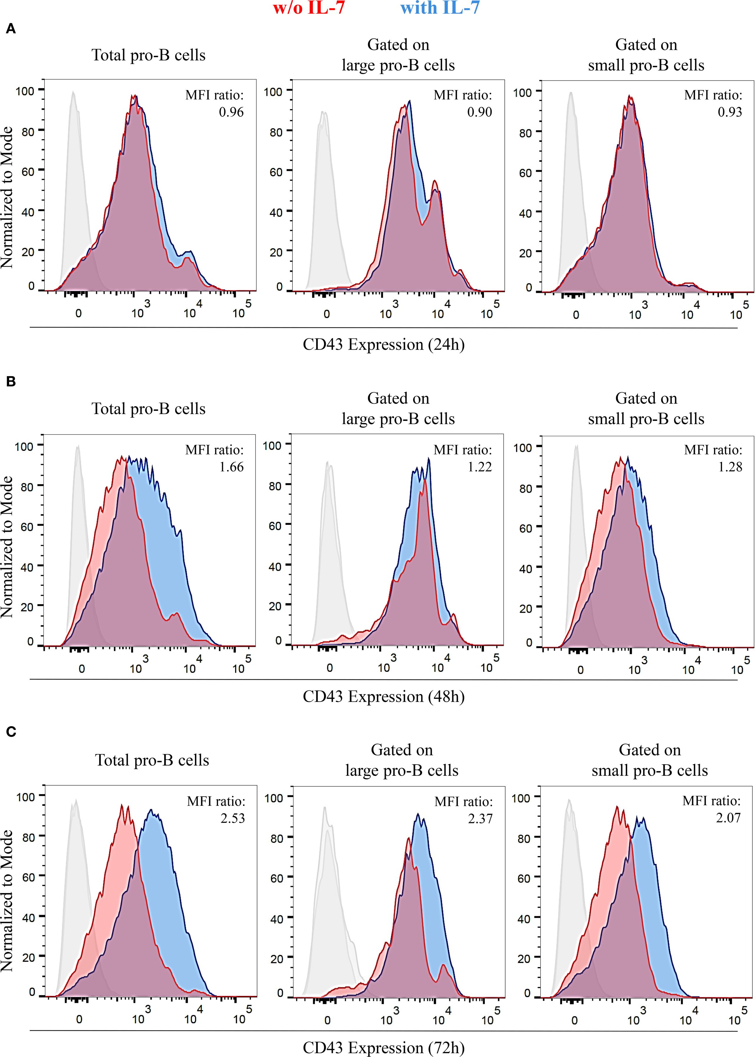 Flow cytometry histograms showing CD43 expression in pro-B cells at 24, 48, and 72 hours. Panels A, B, and C compare with IL-7 (blue) and without IL-7 (red) across total, large, and small pro-B cells. MFI ratios indicate differences in expression levels between conditions.