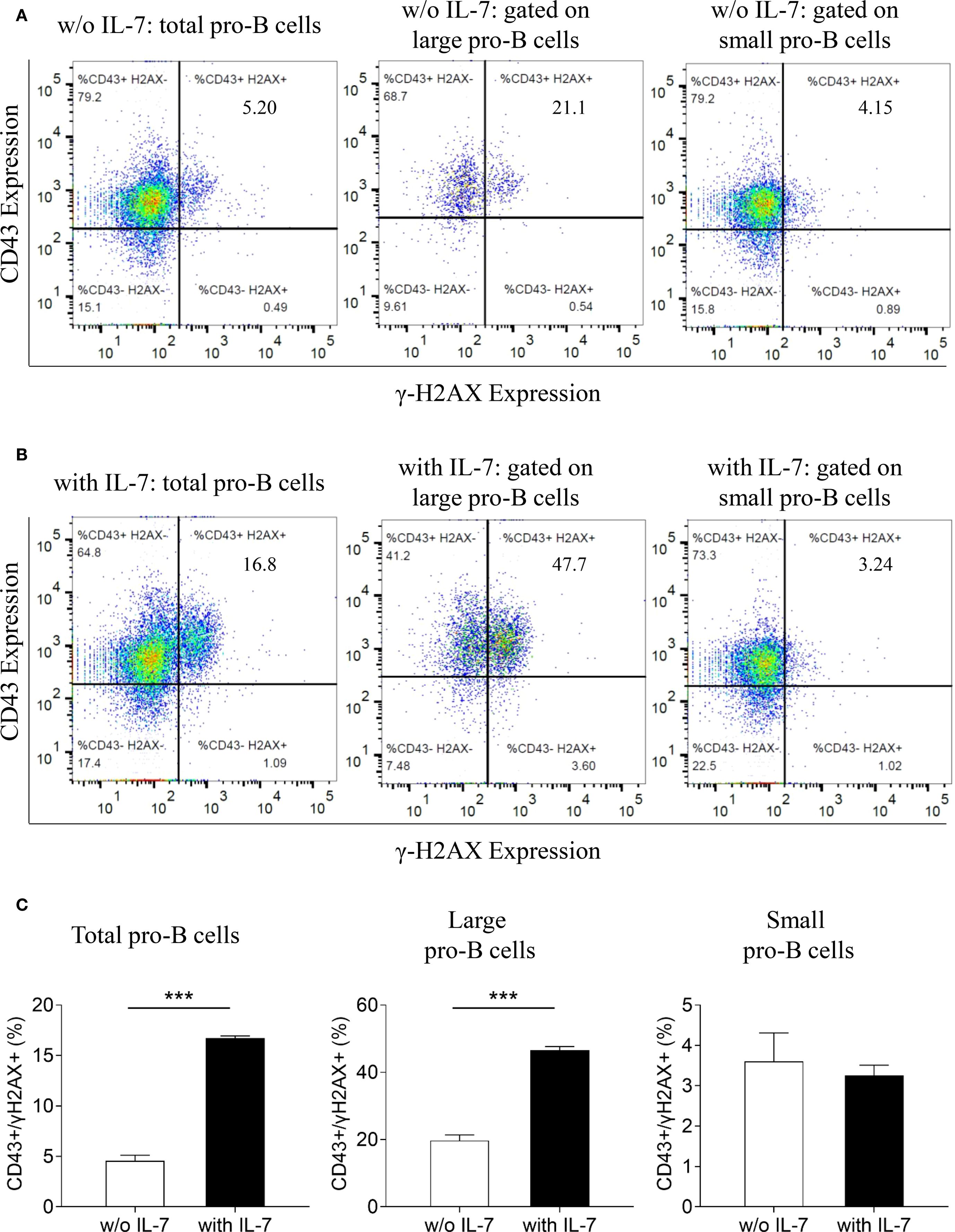 Flow cytometry analysis of pro-B cells showing CD43 and γ-H2AX expression. Panel A shows data without IL-7, divided into total, large, and small pro-B cells. Panel B shows the same parameters with IL-7. Panel C presents bar graphs comparing CD43+ γ-H2AX+ percentages across total, large, and small pro-B cells with and without IL-7. Significant increases are observed in the presence of IL-7, indicated by asterisks.