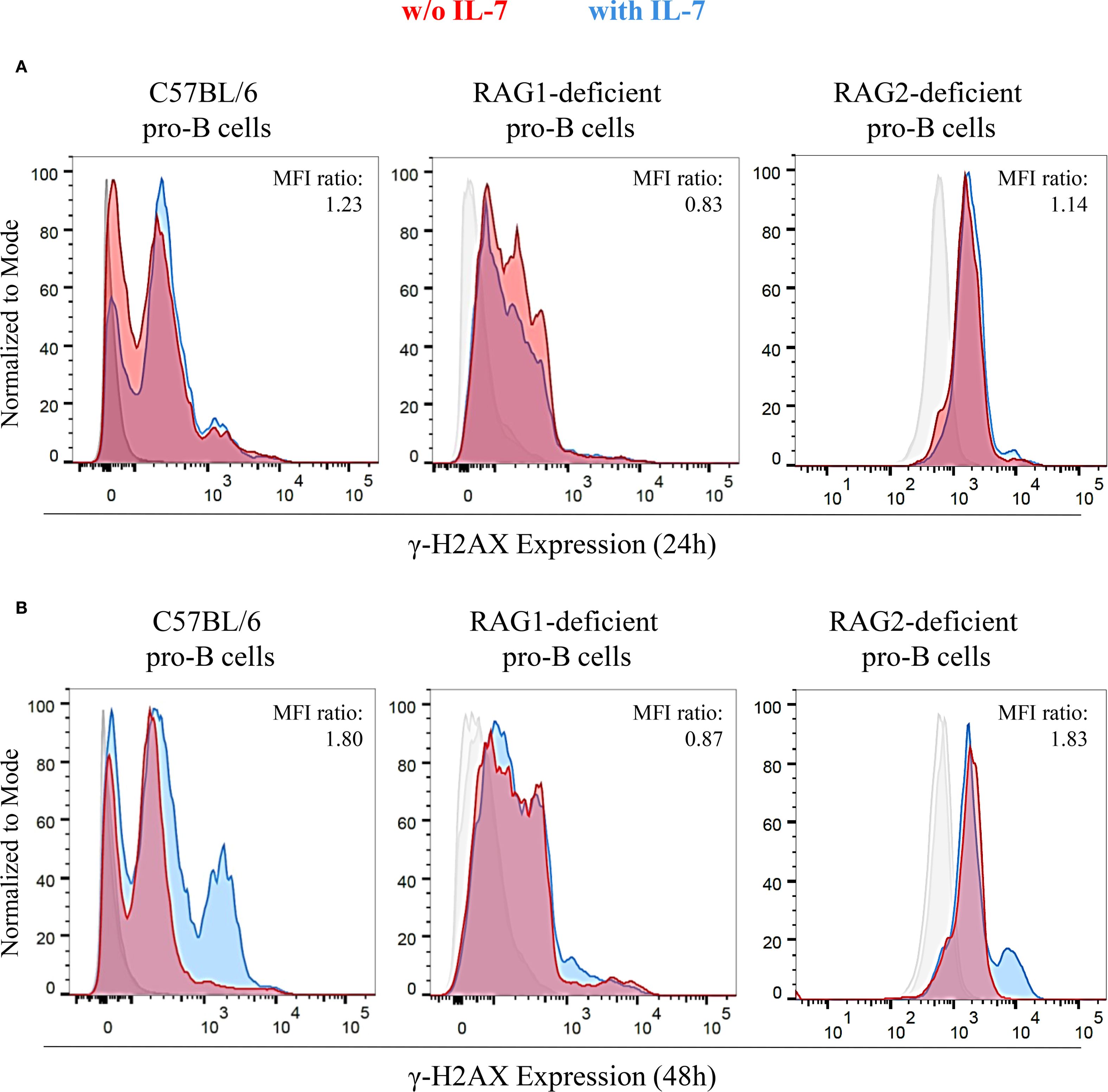 Flow cytometry histograms showing γ-H2AX expression in pro-B cells. Panel A displays expression at 24 hours, and Panel B at 48 hours. Each row compares C57BL/6, RAG1-deficient, and RAG2-deficient pro-B cells, with and without IL-7 (red and blue lines). Mean fluorescence intensity (MFI) ratios are provided in each chart.