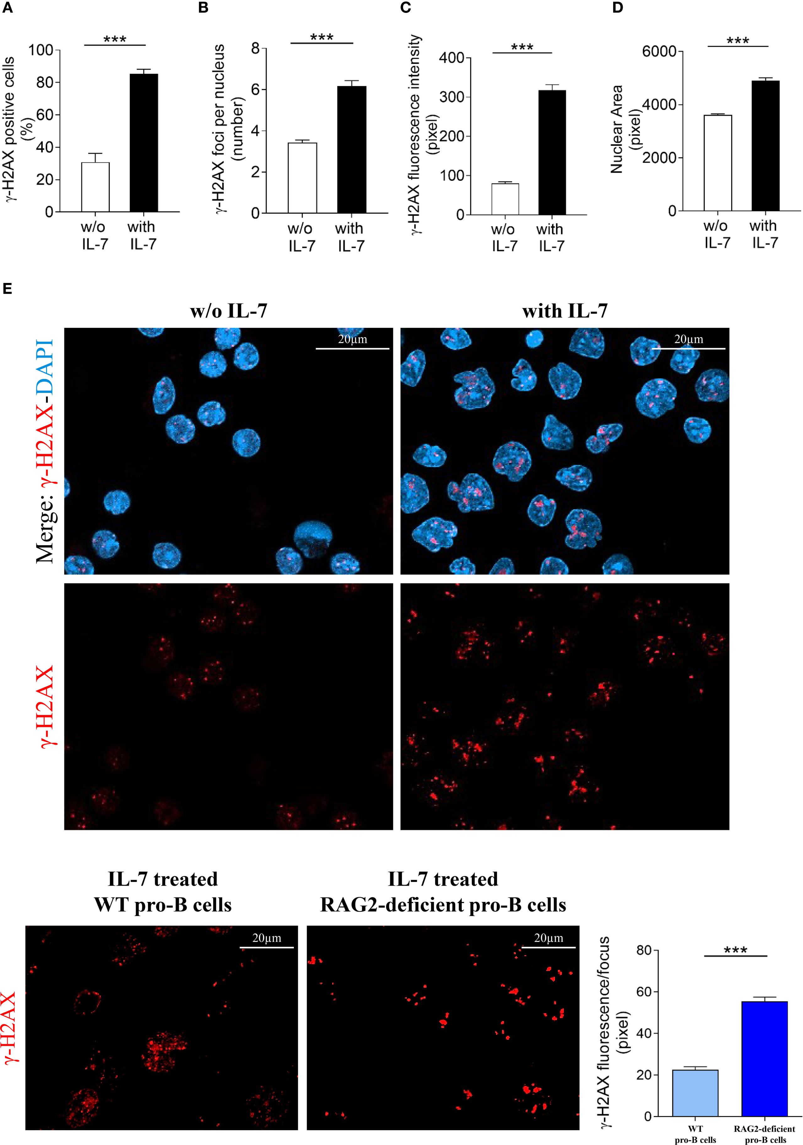 Bar graphs (A-D) display the effects of IL-7 on γ-H2AX positive cells, foci per nucleus, fluorescence intensity, and nuclear area, showing significant increases with IL-7. Panel (E) compares γ-H2AX expression in cells with and without IL-7, observed under a microscope, highlighting increased red fluorescence with IL-7. Two additional images compare γ-H2AX in IL-7 treated wild-type and RAG2-deficient pro-B cells, showing higher fluorescence in RAG2-deficient cells.