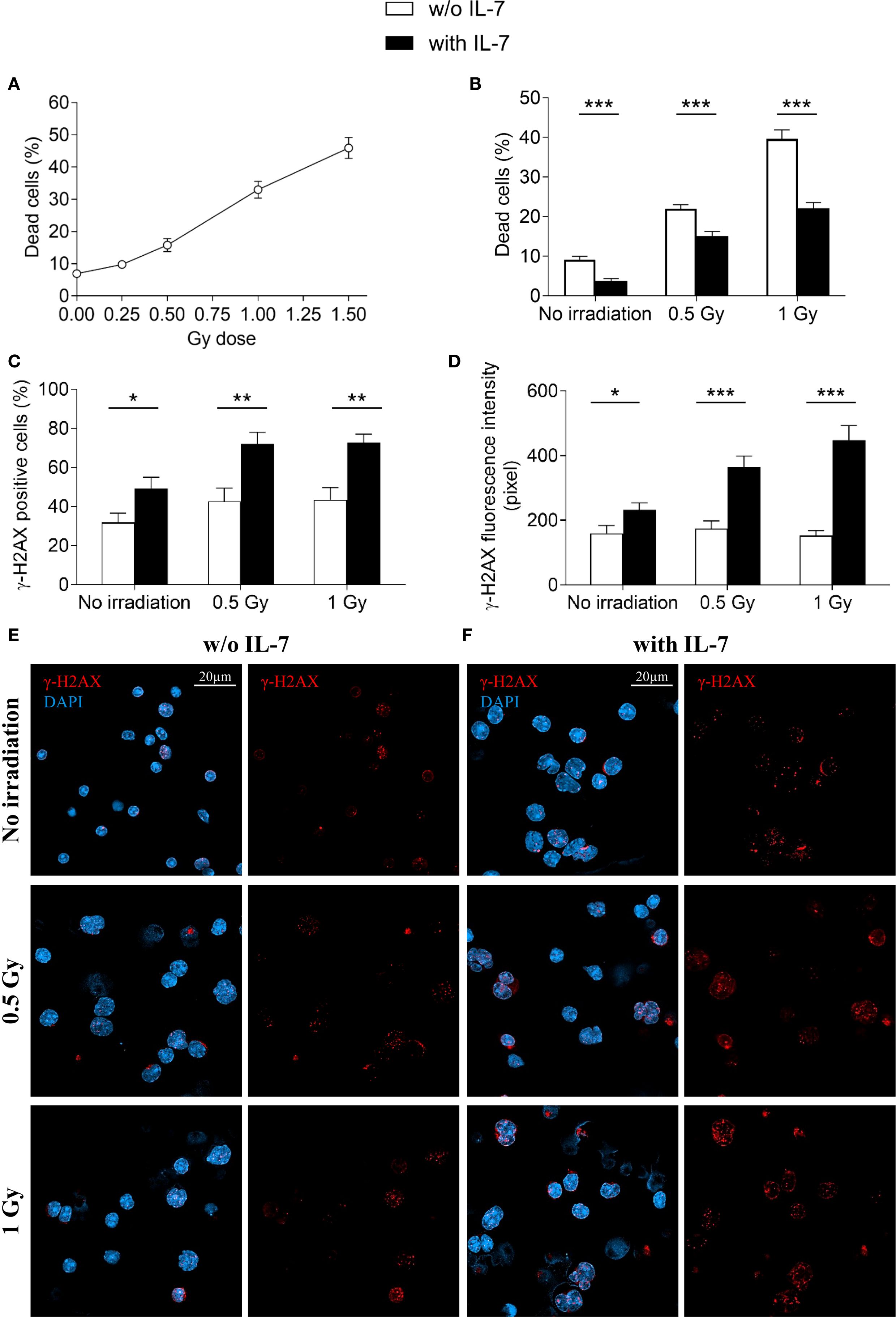 Graphs and images depict the effects of irradiation and IL-7 on cells. Panel A shows a line graph of dead cells percentage increasing with higher Gy doses. Panel B compares dead cells between conditions with and without IL-7 across irradiation levels. Panel C highlights increased γ-H2AX positive cells with IL-7. Panel D shows heightened γ-H2AX fluorescence intensity under IL-7. Panels E and F include images of cells stained with γ-H2AX and DAPI, illustrating differences between no irradiation, 0.5 Gy, and 1 Gy, with and without IL-7. Statistical significance is marked with asterisks.