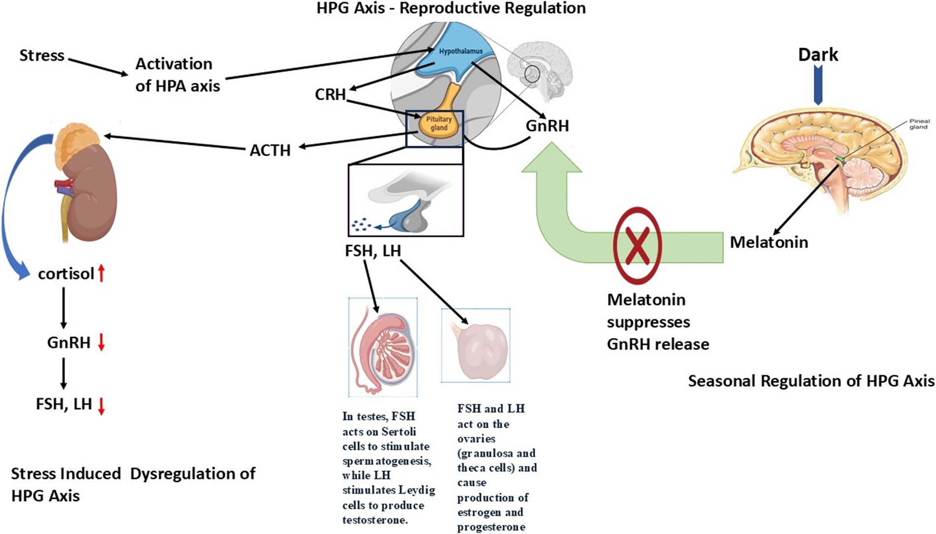 Diagram illustrating the HPG axis regulation in response to stress and seasonal changes. Stress activates the HPA axis, increasing cortisol and reducing GnRH, FSH, and LH, impacting reproductive functions. Dark conditions enhance melatonin release, suppressing GnRH. Two side diagrams depict the impact of FSH and LH on testes and ovaries, influencing hormone production and function.