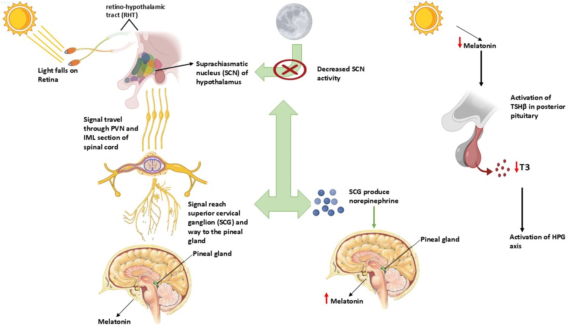 Diagram illustrating the impact of light on the body's circadian rhythm. Light falls on the retina, signaling through the retino-hypothalamic tract to the suprachiasmatic nucleus (SCN) in the hypothalamus. During the day, decreased SCN activity reduces melatonin production, leading to the activation of TSHβ in the posterior pituitary. This impacts the HPG axis. The signal travels through the PVN and IML of the spinal cord to the superior cervical ganglion, stimulating norepinephrine production and affecting the pineal gland. At night, melatonin levels increase, influencing various bodily functions.