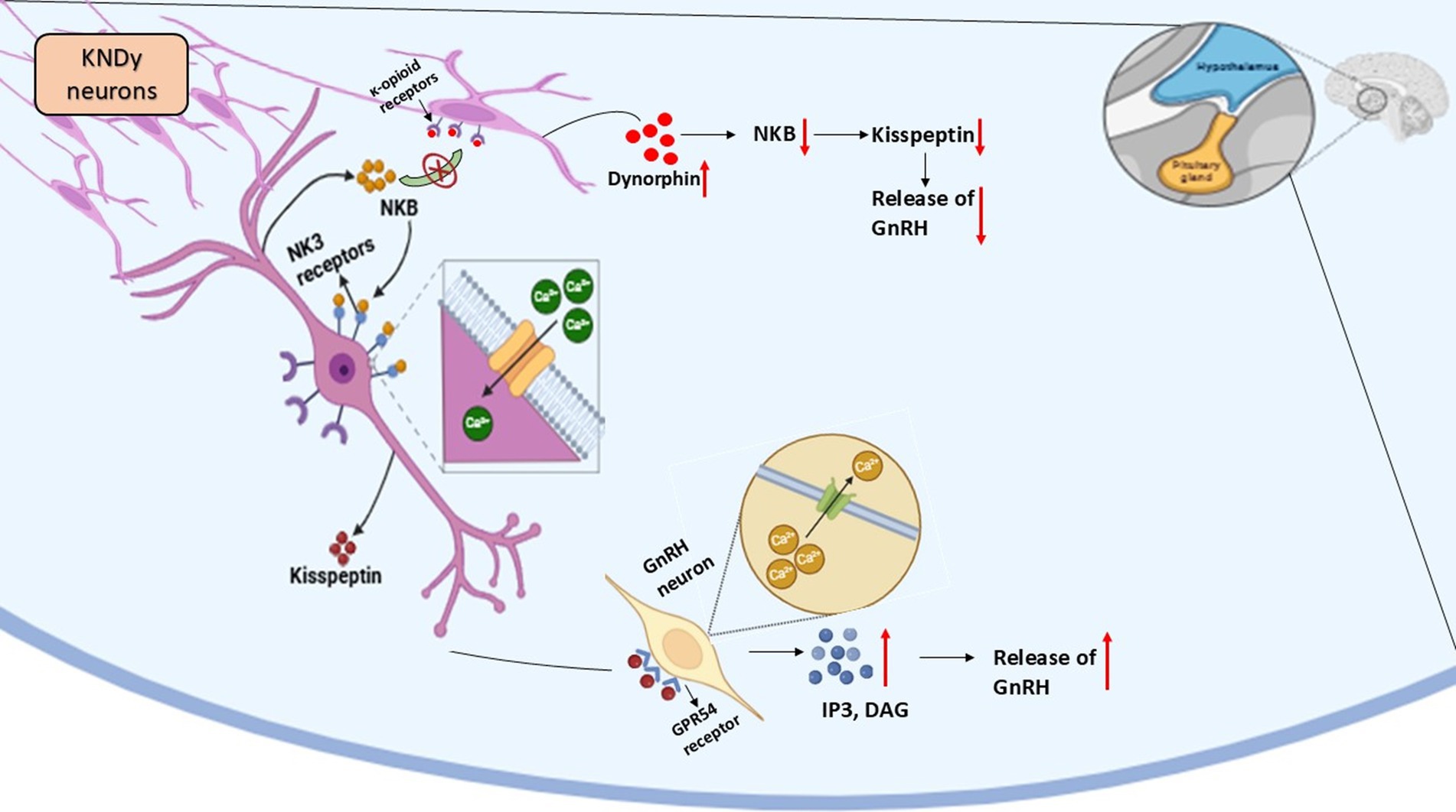Diagram of KNDy neurons showing the interaction between neurokinin B (NKB), dynorphin, and kisspeptin in the hypothalamus. NKB binds to NK3 receptors, activating kisspeptin and increasing GnRH release. Dynorphin inhibits this process via k-opioid receptors. Insets illustrate receptor binding and calcium signaling pathways.