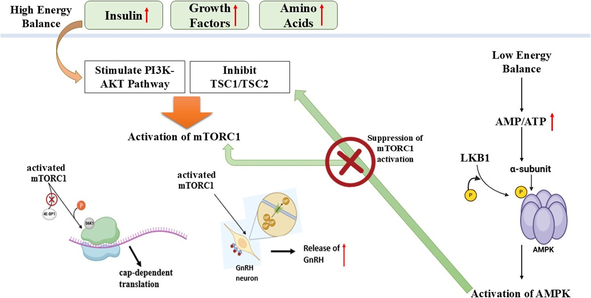 Diagram illustrating the regulation of mTORC1 activation by energy balance. High energy causes insulin, growth factors, and amino acids to stimulate the PI3K-AKT pathway and inhibit TSC1/TSC2, activating mTORC1. This leads to cap-dependent translation and release of gonadotropin-releasing hormone (GnRH). Low energy increases AMP/ATP, activates AMPK through LKB1 and the alpha subunit, suppressing mTORC1 activation.