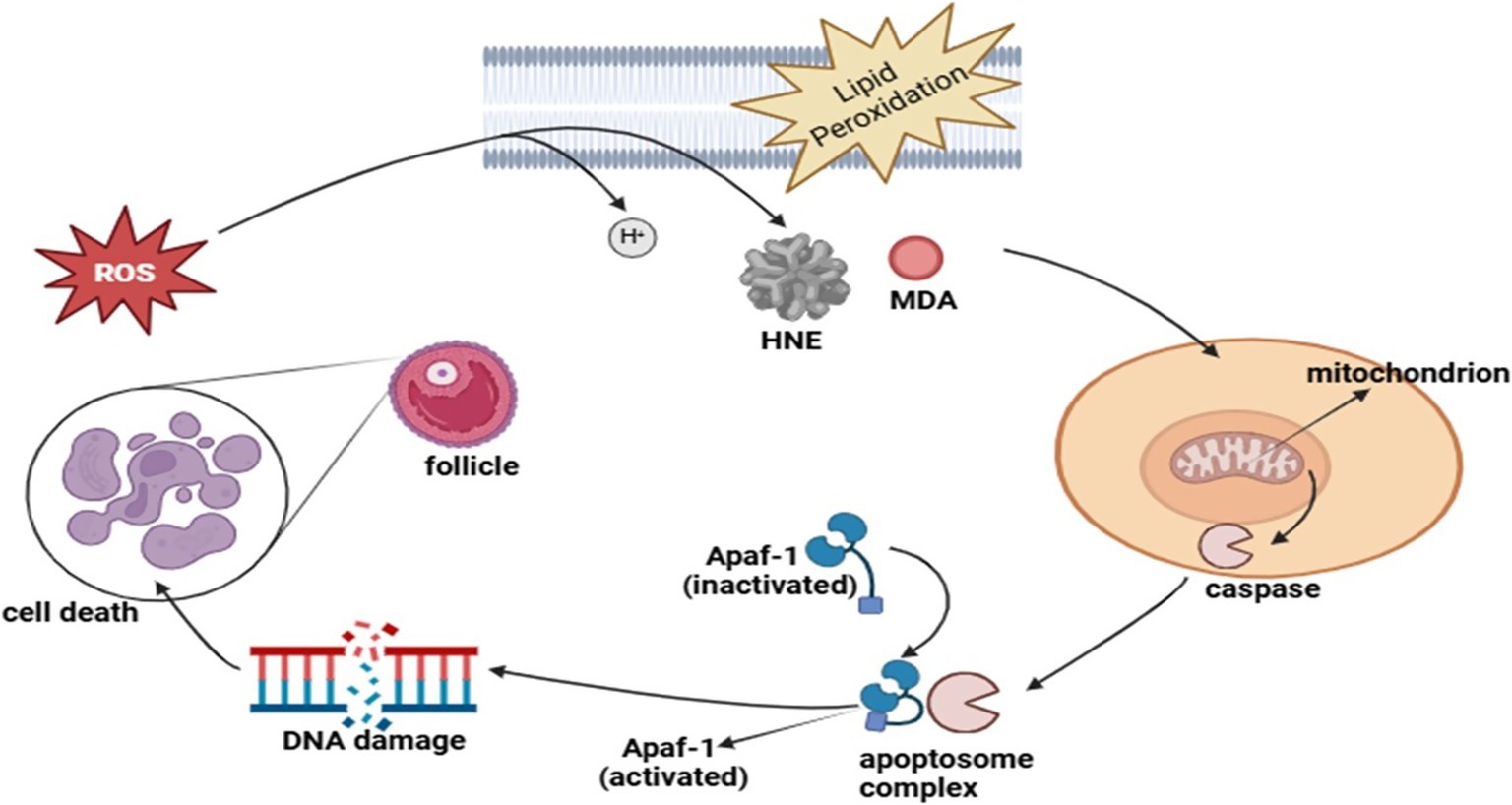 Diagram showing the pathway of oxidative stress leading to cell death. Reactive Oxygen Species (ROS) trigger lipid peroxidation, producing HNE and MDA, affecting mitochondria. Mitochondrial damage activates caspase and the apoptosome complex. DNA damage occurs, leading to follicle cell apoptosis.