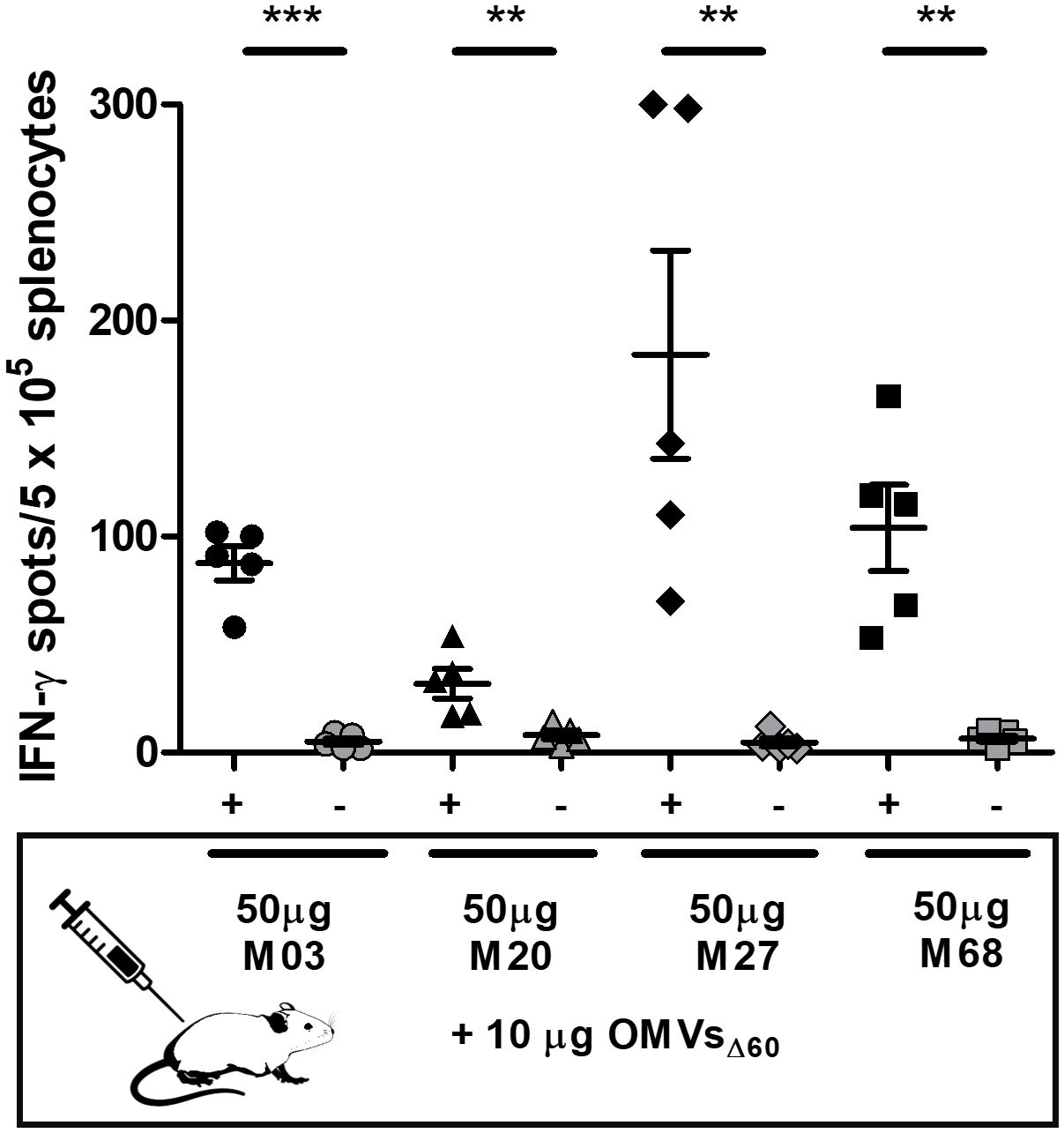 Bar graph showing IFN-γ spots per 500,000 splenocytes with different treatments. Various doses (50 µ g M03, M20, M27, M68) with or 10 µg of OMVsΔ60 are administered. Significant differences are marked by asterisks, with varying levels of significance. Each marker has a line indicating the mean and standard error of the mean. An illustration of a syringe and mouse denotes the vaccine model used.