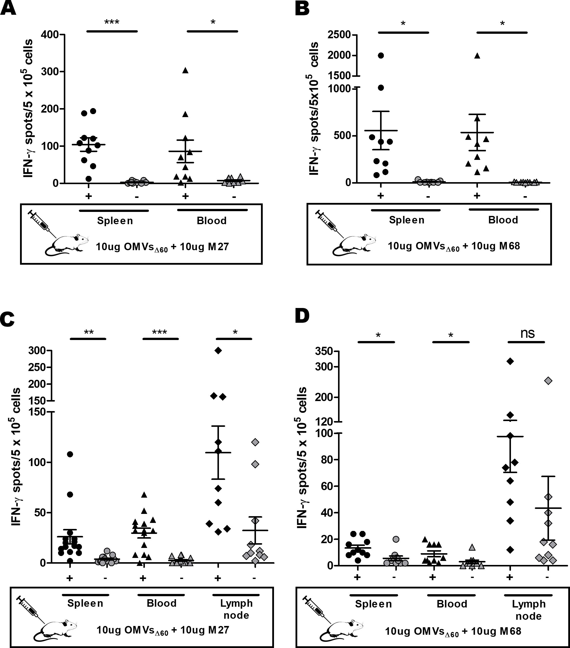Graphs A to D display the number of IFN-γ spots per 500,000 cells for spleen, blood, and lymph node samples. Panels A and B show responses to i.p immunization with 10 μg OMVsΔ60with M27 and M68, respectively, while Panels C and D to s.c immunization, and include lymph node data. Significant differences are marked by asterisks, with varying levels of significance. Each graph includes error bars indicating variability among samples.