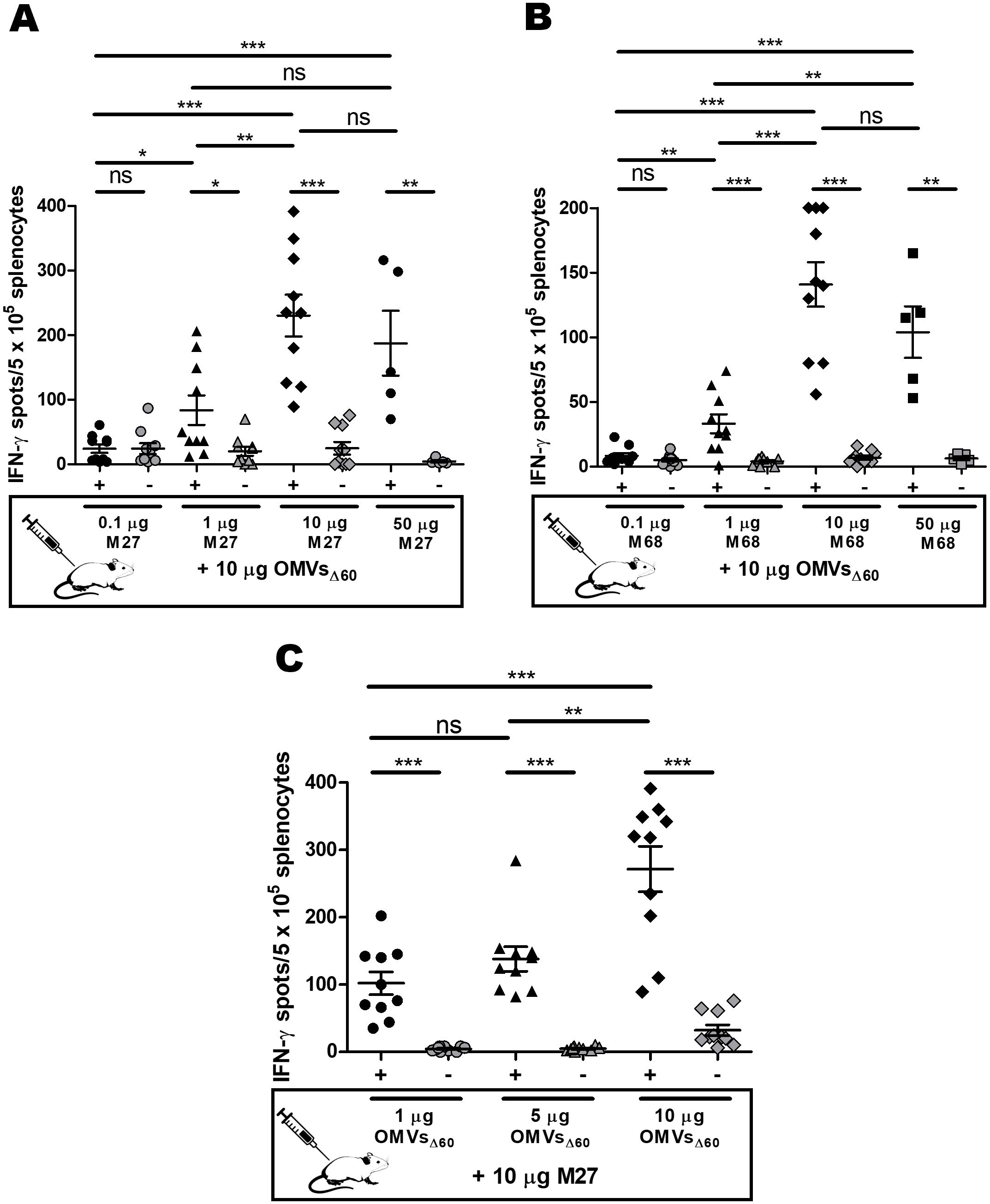 Graphs A, B, and C show IFN-γ spots per 500,000 splenocytes with varying doses of M27, M68, and OMVsΔ60 in mice. Higher doses result in increased IFN- γ production. Statistical significance is marked with asterisks.