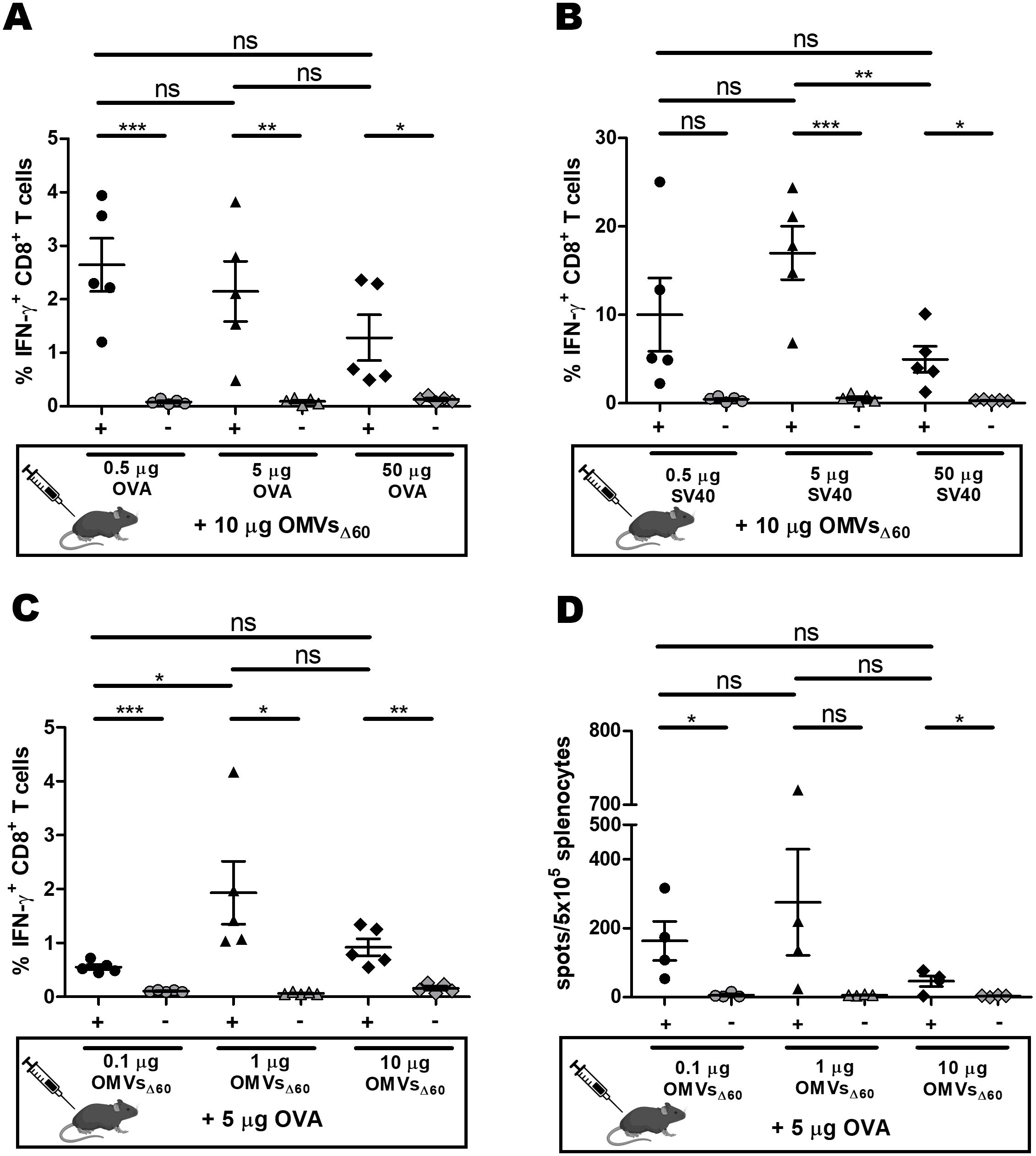 Four graphs display immune response data for mice treated with varying doses of OVA, SV40, and OMVsΔ60. Graph A and B illustrate the percentage of IFN-γ CD8+ T cells at different OVA and SV40 doses. Graphs C and D show percentages of IFN-γ CD8+ T cells with different doses of OMVsΔ60. Significant differences are marked by asterisks, with varying levels of significance. Each graph includes error bars indicating variability among samples.