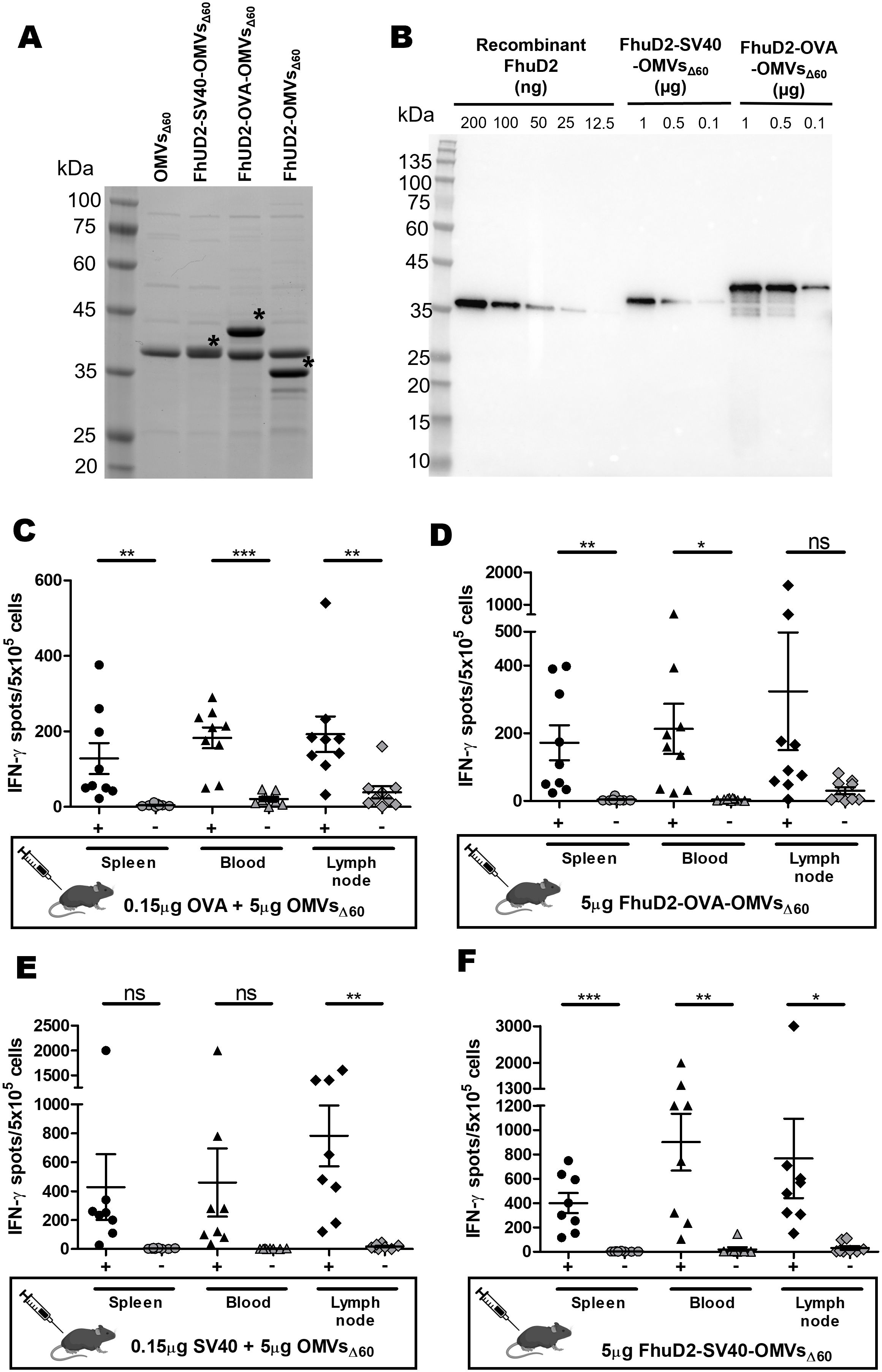 Panel A shows a protein gel with bands labeled for OMV samples, indicating fusion proteins. Panel B displays a Western blot of recombinant FhuD2 and FhuD2-OMV constructs at varying concentrations. Panels C to F show IFN- γ spots in cells from spleen, blood, and lymph nodes after different treatments. Significant differences are marked with asterisks. Significant differences are marked by asterisks, with varying levels of significance. Each graph includes error bars indicating variability among samples.