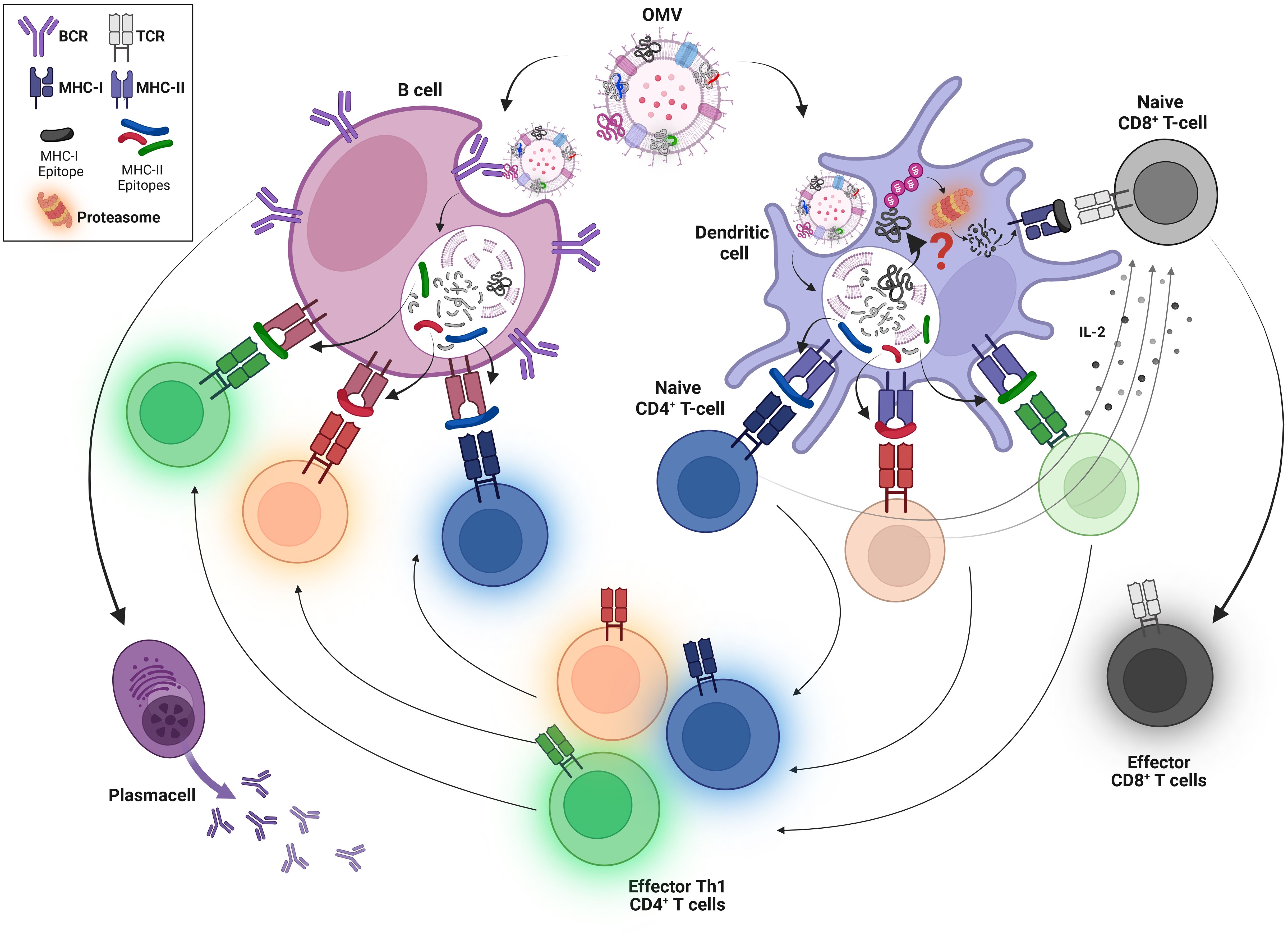 Schematic representation of the predicted mechanisms of OMV-induced cell-mediated and humoral immune responses. OMVs are internalized by DCs. This leads to the production of a large polyclonal population of effector IFN- γ+, CD4+ T cells and the production of a high number of epitope-specific CD8+ T cells. In parallel, OMVs are internalized by B cells with the consequent production of antibodies even against proteins that are poorly expressed in OMVs.