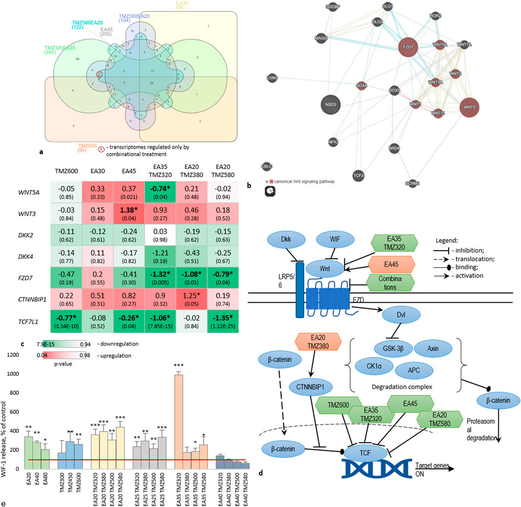 Diagram featuring several panels related to gene expression in Wnt signaling. Panel a: Venn diagram illustrating transcriptomic data regulated by different treatments, with areas showing unique and overlapping gene regulation. Panel b: Network diagram highlighting gene interactions, focusing on the canonical Wnt signaling pathway. Panel c: Heatmap displaying gene expression changes under various treatments, with colors indicating upregulation or downregulation. Panel d: Bar chart showing WIF-1 release as a percentage of control across various treatments. Panel e: Schematic of the Wnt signaling pathway with elements labeled and annotated for inhibition, translocation, binding, and activation.