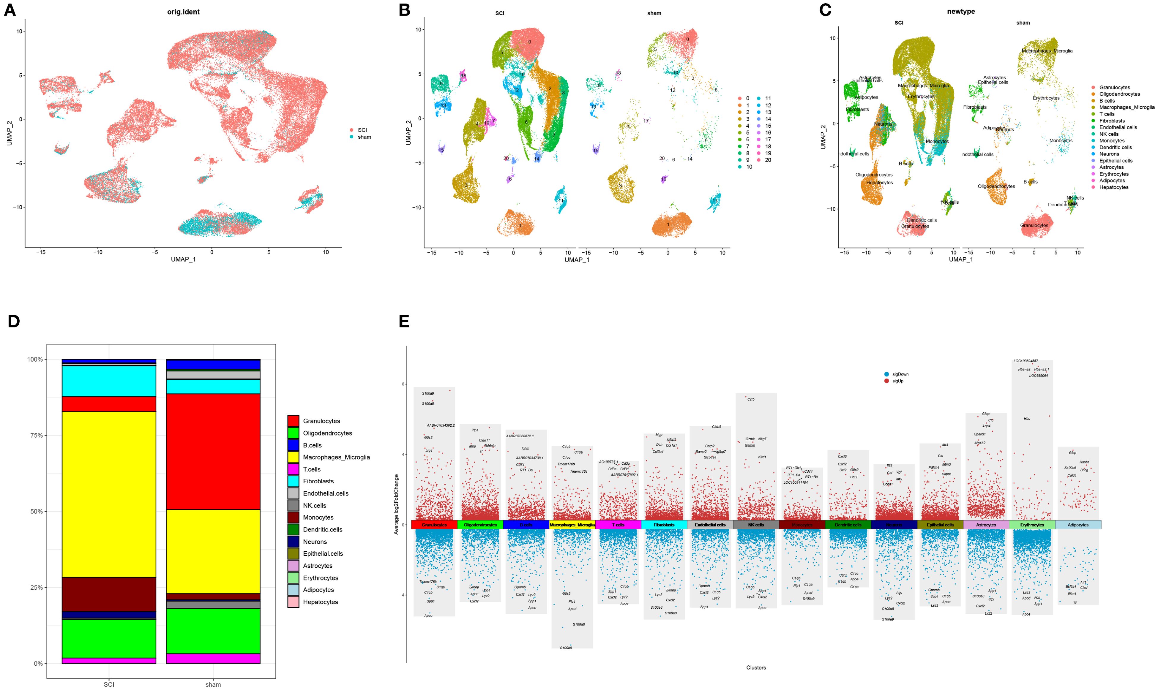 Five-panel figure showing various UMAP plots and data visualizations. Panel A depicts cell clusters labeled “SCI” and “sham” in red and blue, respectively. Panel B further differentiates these clusters using additional colors. Panel C identifies specific cell types using a colored legend. Panel D is a stacked bar chart comparing cell type proportions between “SCI” and “sham” groups. Panel E is a bar graph showing average log fold change across different cell clusters, with data points in red and blue representing the two groups.