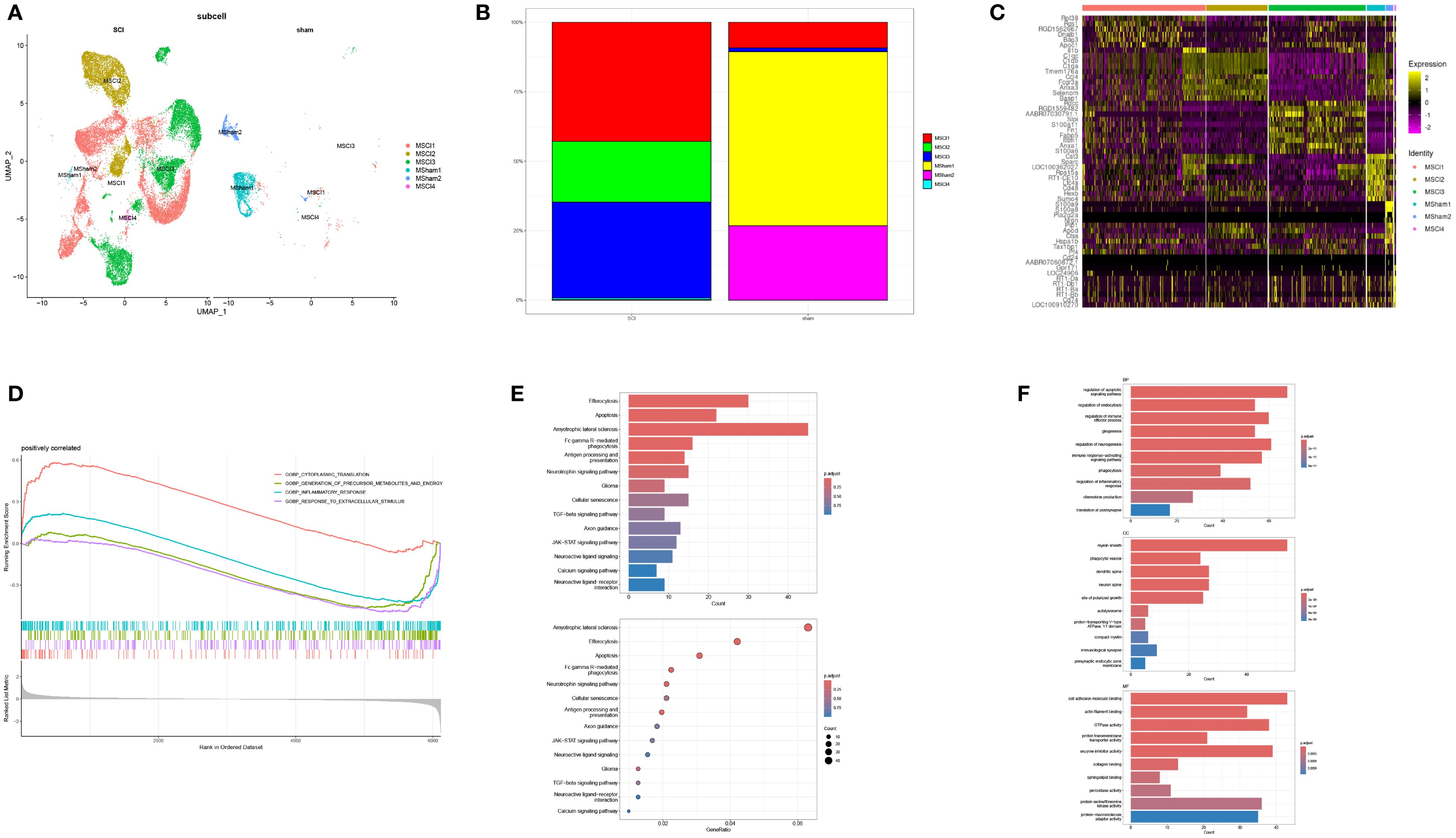 Panel A displays a UMAP plot showing clusters labeled SCI, subcell, and sham. Panel B presents stacked bar charts comparing group proportions. Panel C is a heatmap of gene expression data with color-coded identities. Panel D features a line graph demonstrating gene set enrichment analysis, showing correlation levels. Panel E is a bar and dot plot showing pathway analysis results using color and size to indicate significance and count. Panel F includes three bar charts for different GO categories, illustrating gene count and significance in KEGG, BP, and MF analyses.