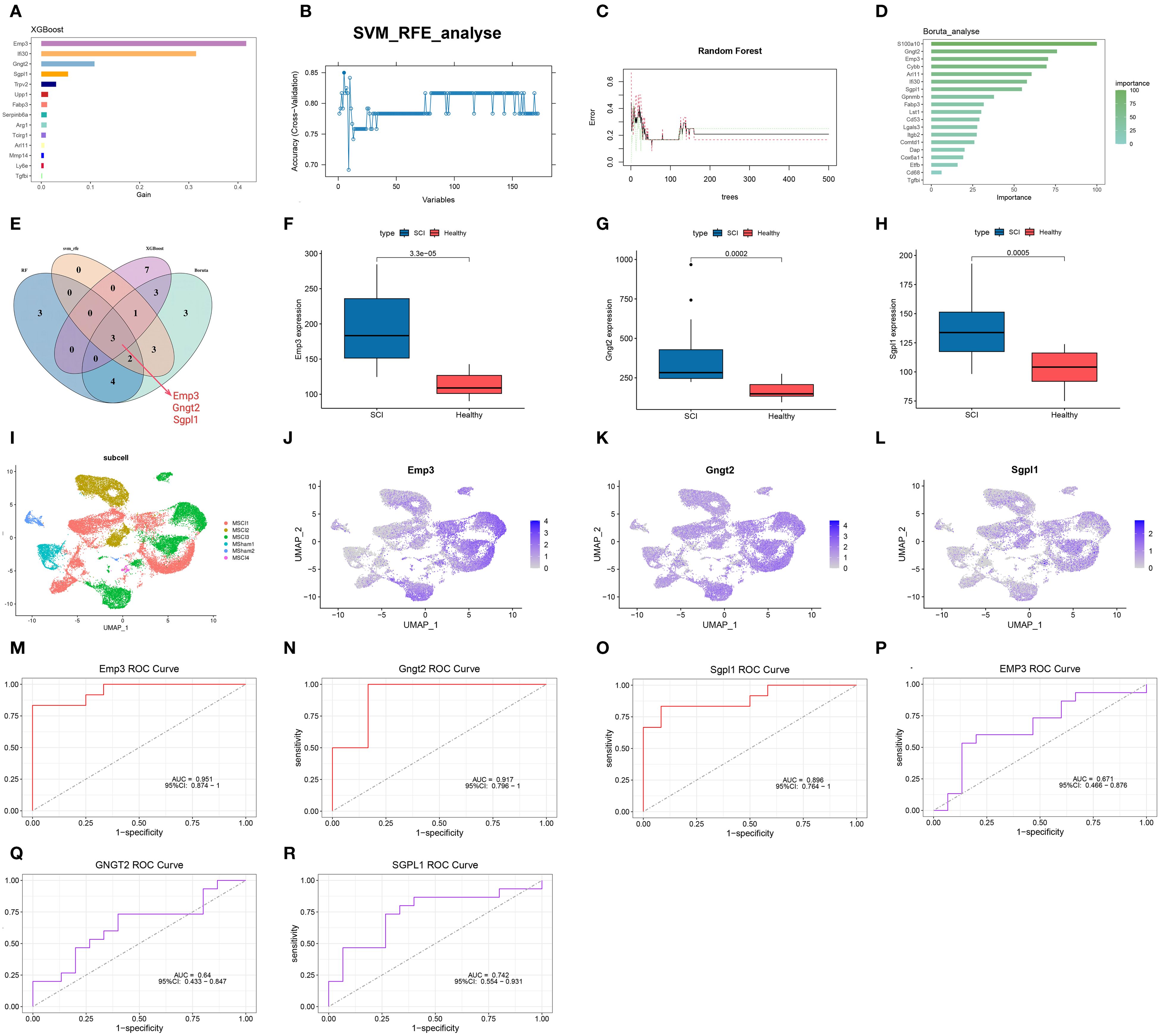 A composite image of multiple data visualizations includes: A) Bar chart of feature importance using XGBoost. B) SVM RFE analysis plot showing accuracy vs. variables. C) Random forest error plot. D) Boruta feature importance chart. E) Venn diagram of gene overlaps. F-H) Box plots comparing gene expression between SCI and healthy types for Emp3, Gngt2, Sgpl1. I-L) UMAP plots showing subcell clustering and gene expression for Emp3, Gngt2, Sgpl1. M-R) ROC curves for Emp3, Gngt2, and Sgpl1 displaying diagnostic performance with AUC values.