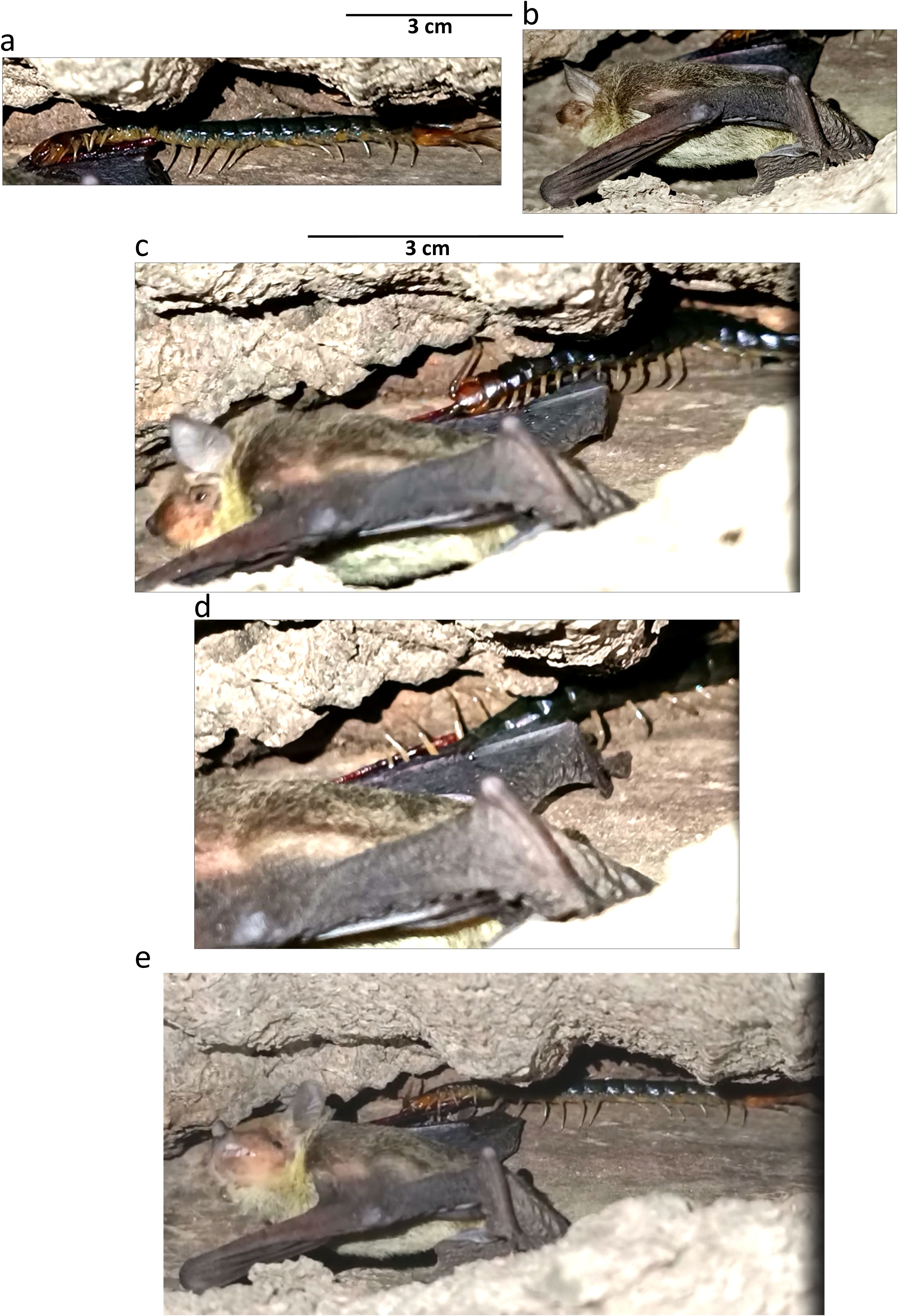 A sequence of five images showing a centipede interacting with a bat inside a rocky crevice. Each image provides a different perspective of the centipede, which is approximately three centimeters long, engaging with the bat. The setting is a dark, confined space surrounded by rock. The images illustrate the centipede's movement around the bat, with the bat appearing passive throughout the interaction.