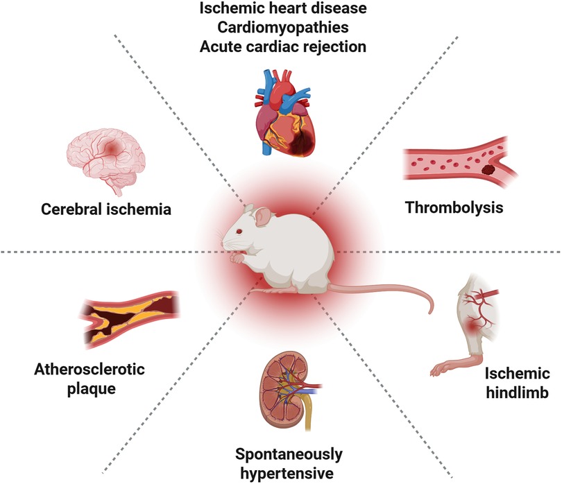 Illustration of a mouse at the center with arrows pointing to conditions: cerebral ischemia with a brain, ischemic heart diseases with a heart, thrombosis with a blood vessel, ischemic hindlimb, spontaneously hypertensive with kidneys, and atherosclerotic plaque in an artery.