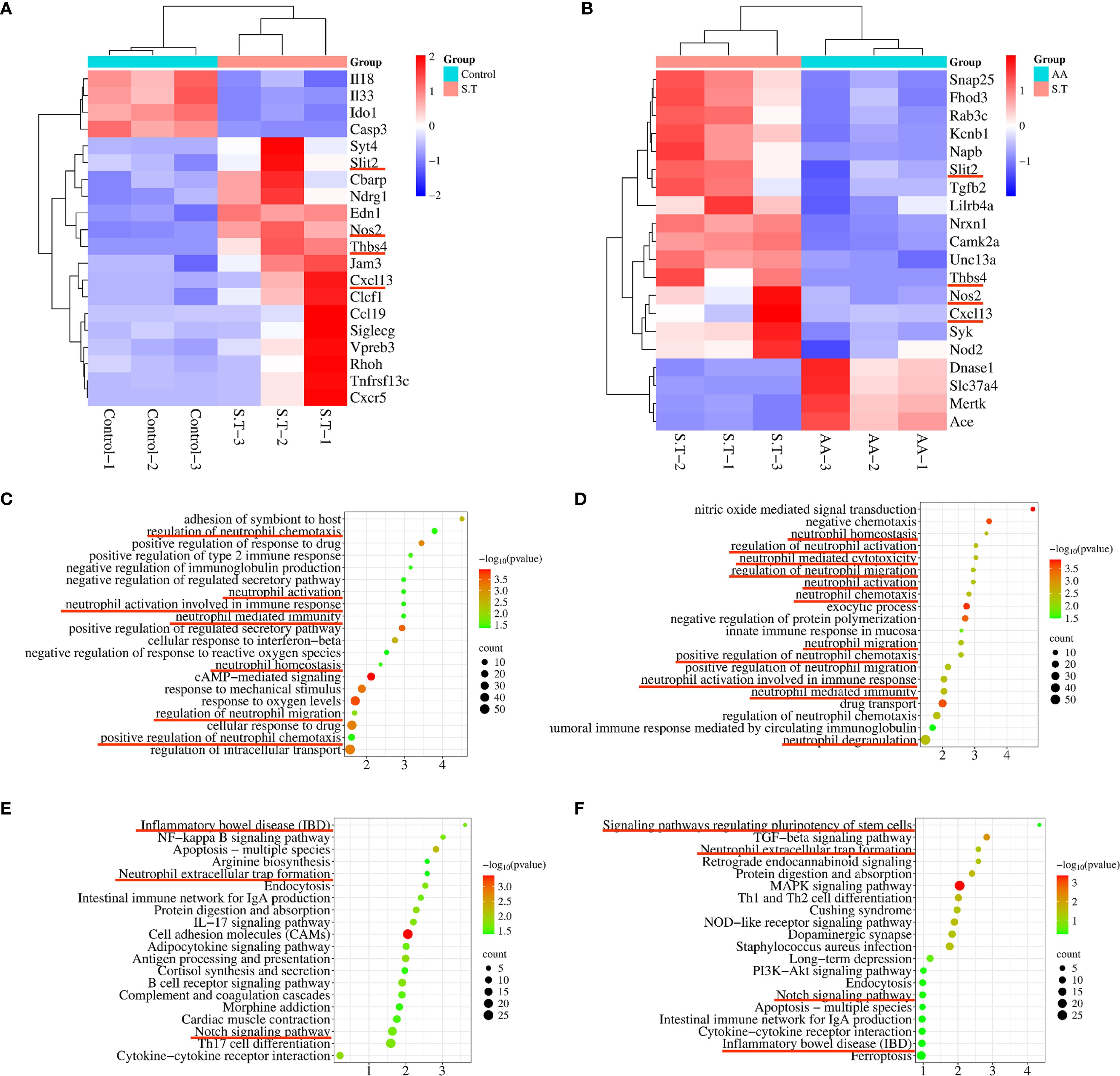 Heatmaps and dot plots present gene expression and pathway analysis. Panel A and B: Heatmaps show gene expression differences between Control and S.T groups, with colors indicating expression levels. Panel C to F: Dot plots illustrate biological processes and pathways with significance levels, counted by dot size and color gradient.