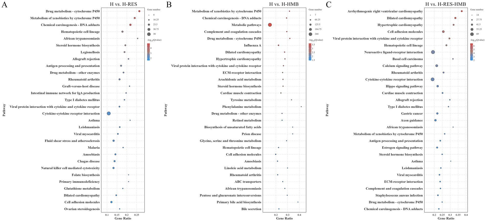 Three bubble plots labeled A, B, and C compare various biological pathways between different groups (H vs. H-RES, H vs. H-HMB, H vs. H-RES-HMB). Each plot shows pathways on the y-axis against gene ratio on the x-axis. Bubble size represents gene number, while color intensity indicates the -log(Q value). Notable pathways vary between plots, emphasizing differences in pathway enrichment across comparisons.